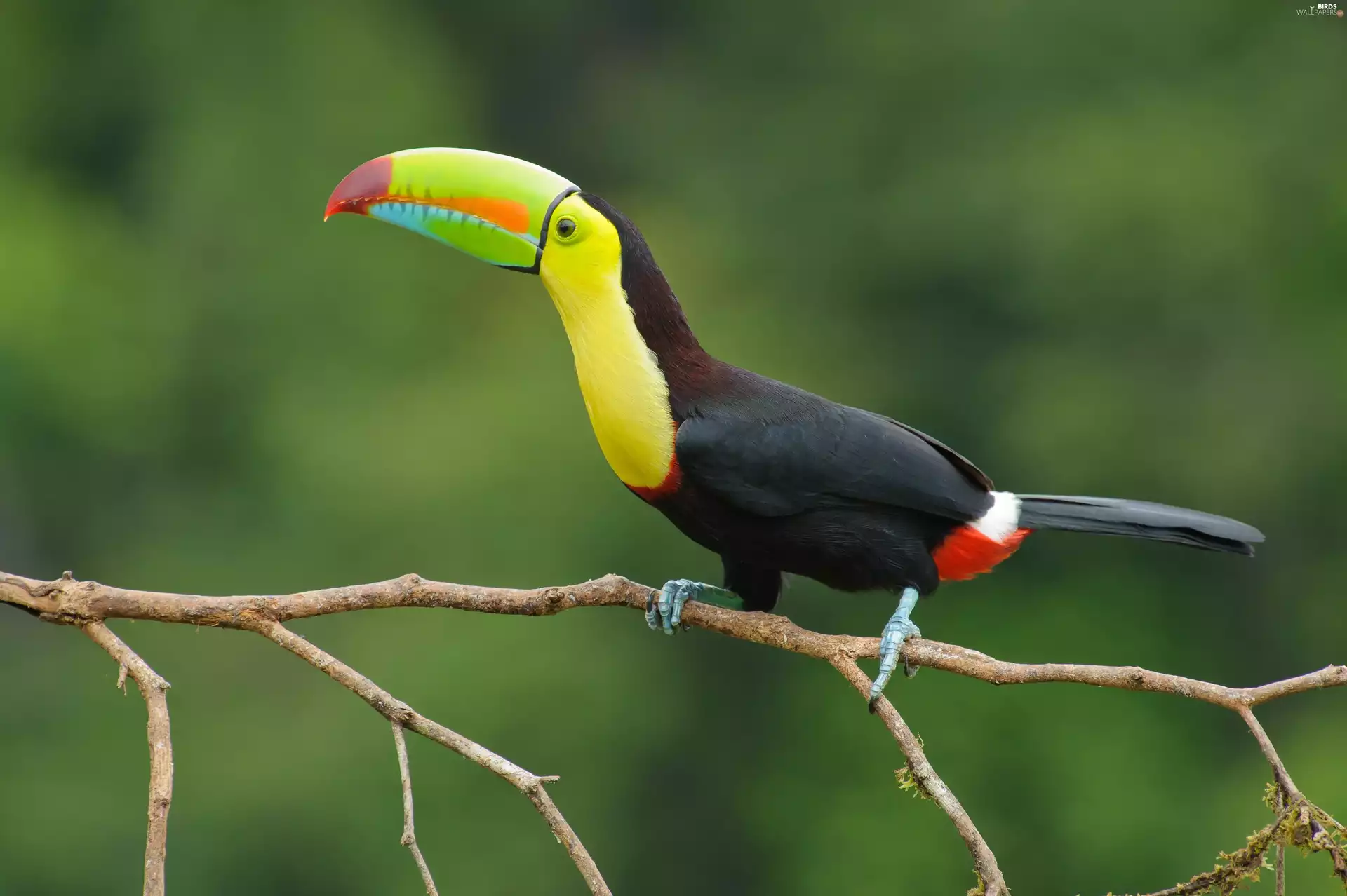 branch, Toucan, Keel-billed