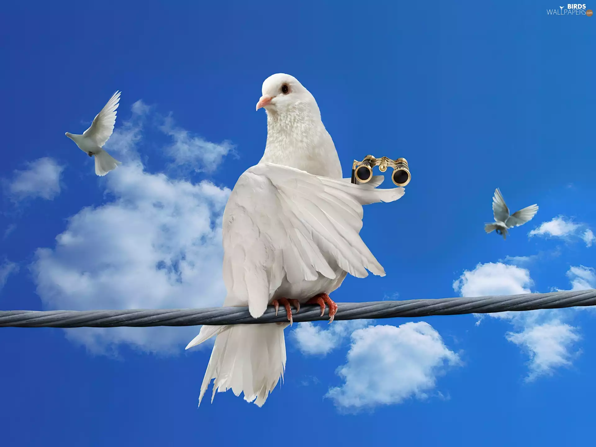 binoculars, Sky, pigeon
