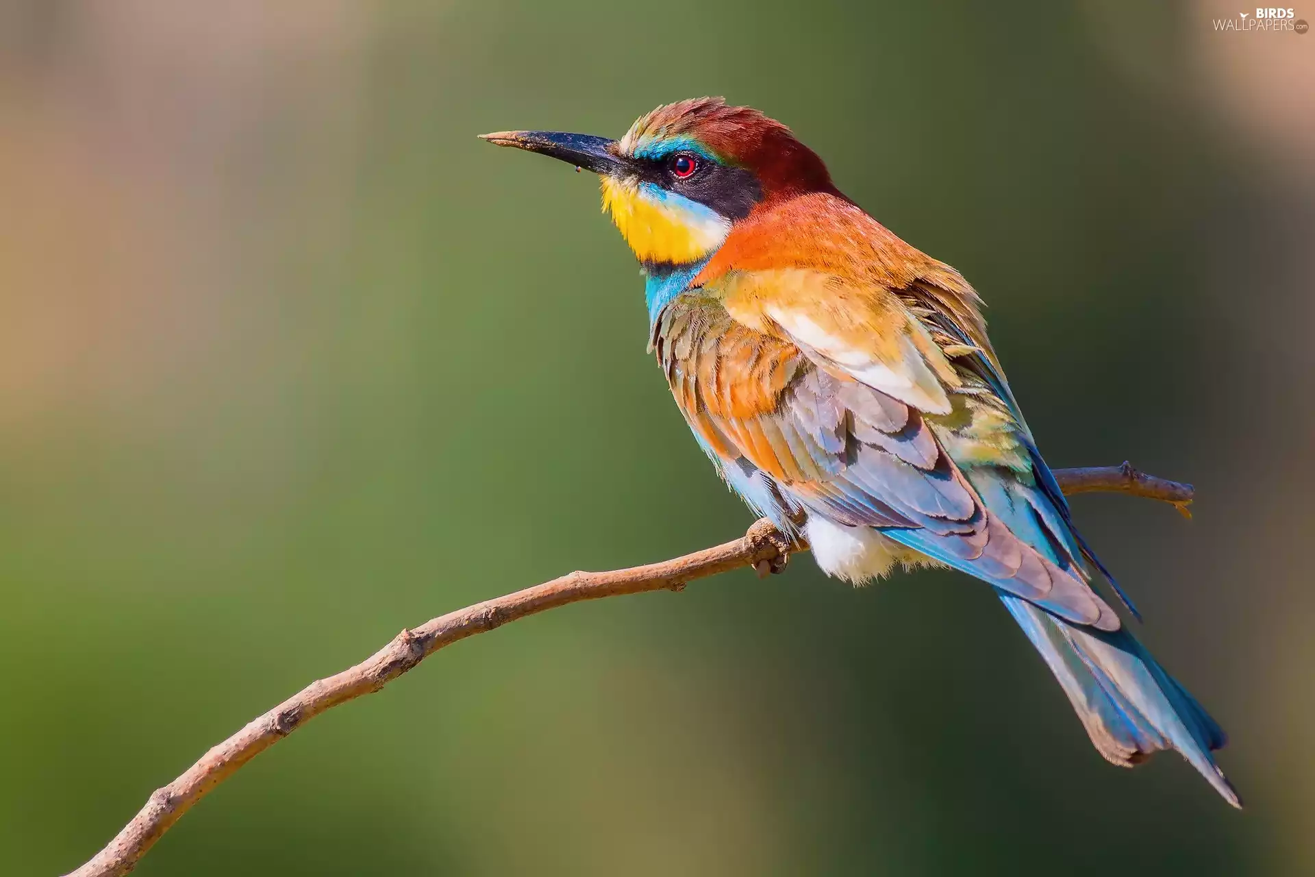 bee-eater, color, Bird