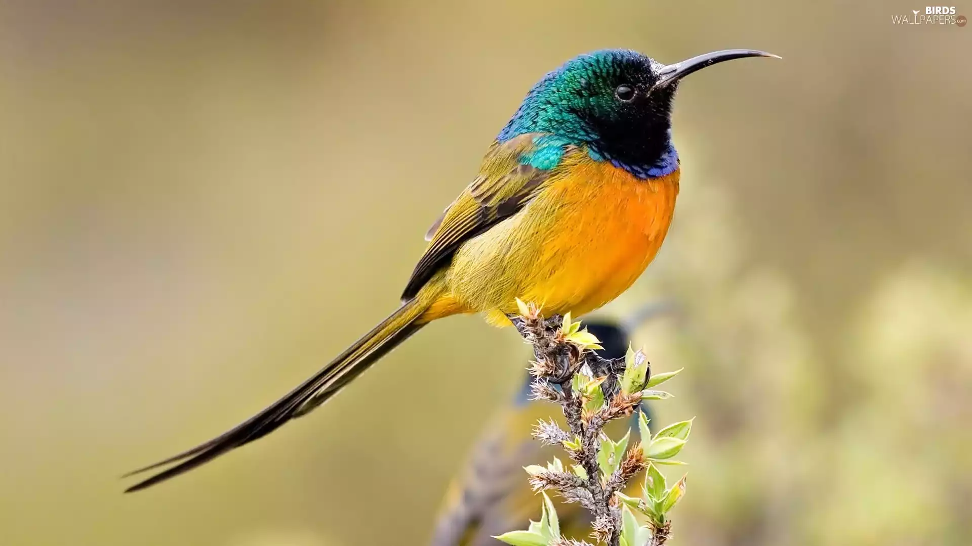 Bird, humming-bird