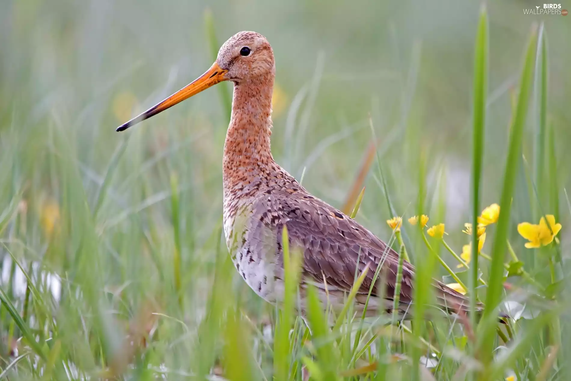 grass, Bird, Black-tailed Godwit
