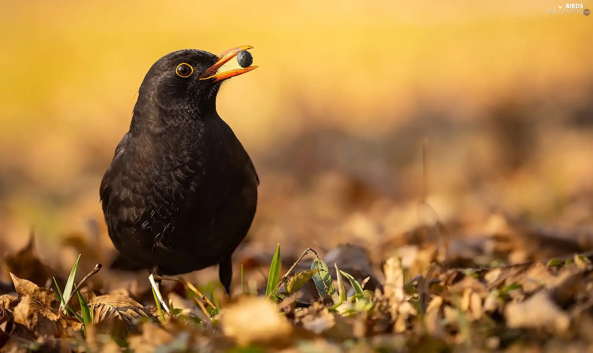 Bird, Blackbird