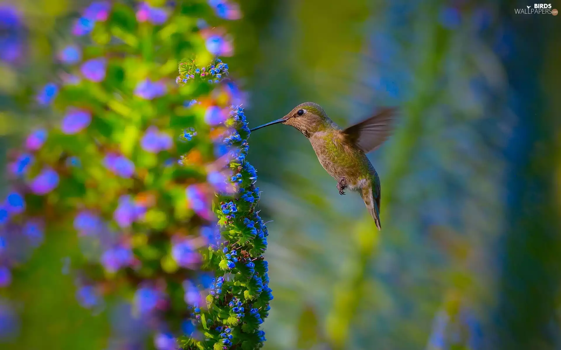 humming-bird, blue, Colourfull Flowers