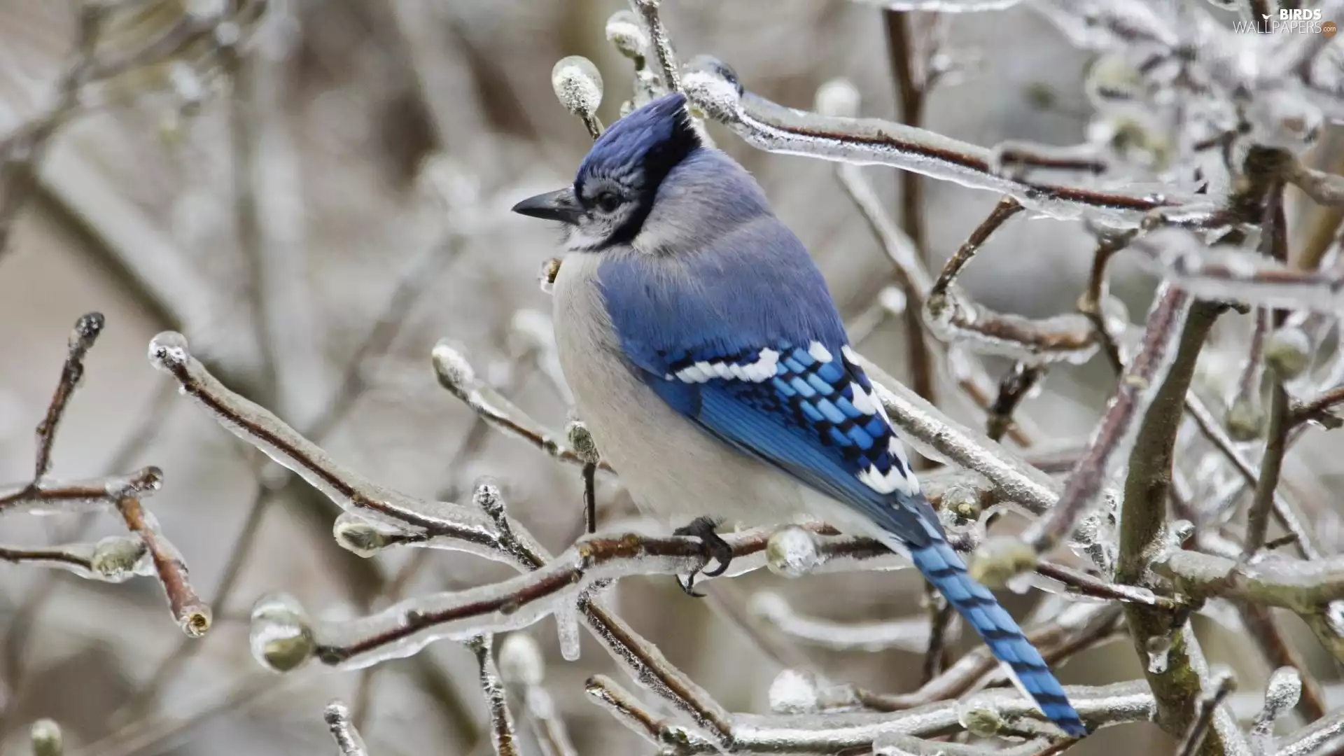 blue, icy, Twigs, Bird