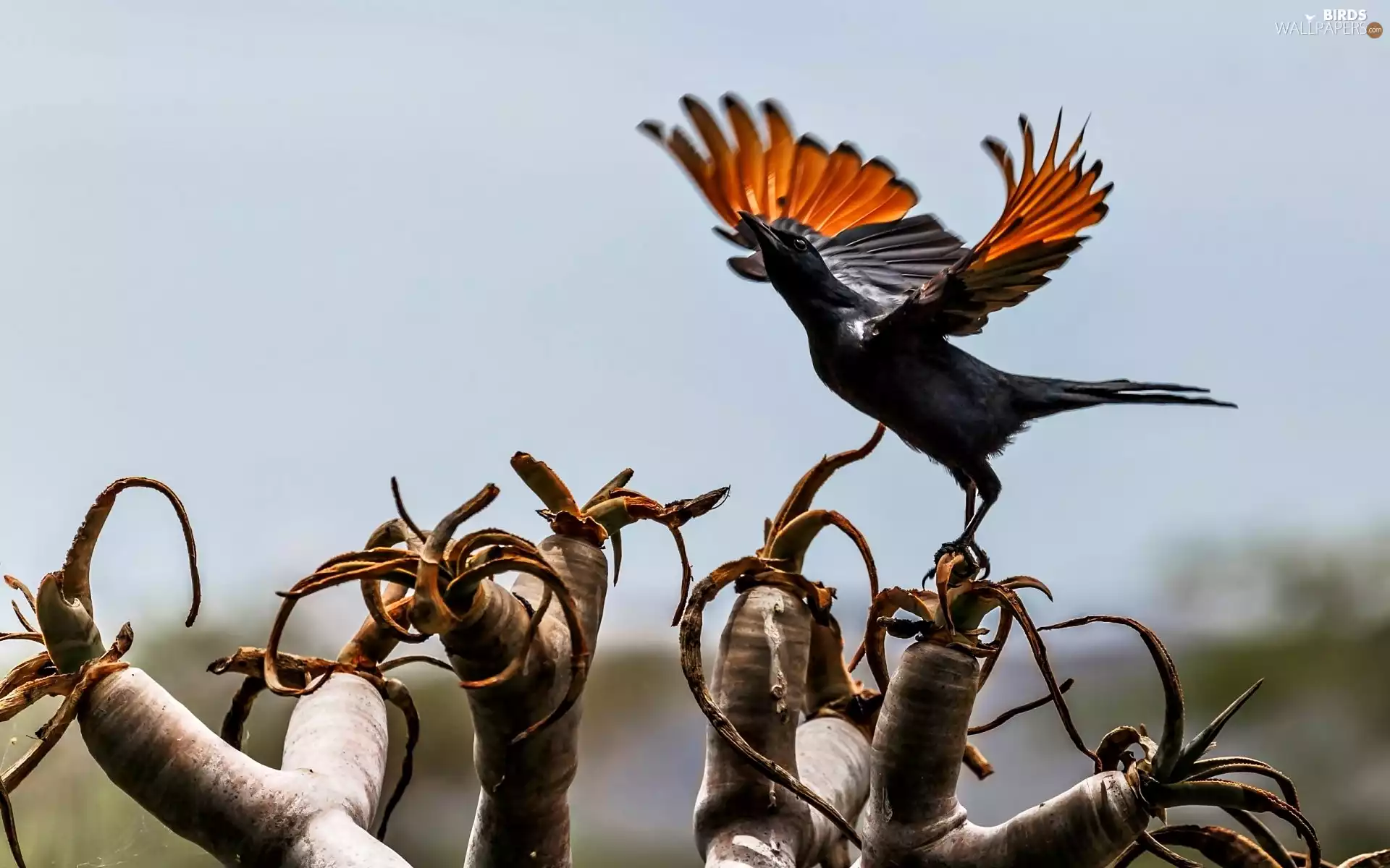 branch pics, crow, Bird