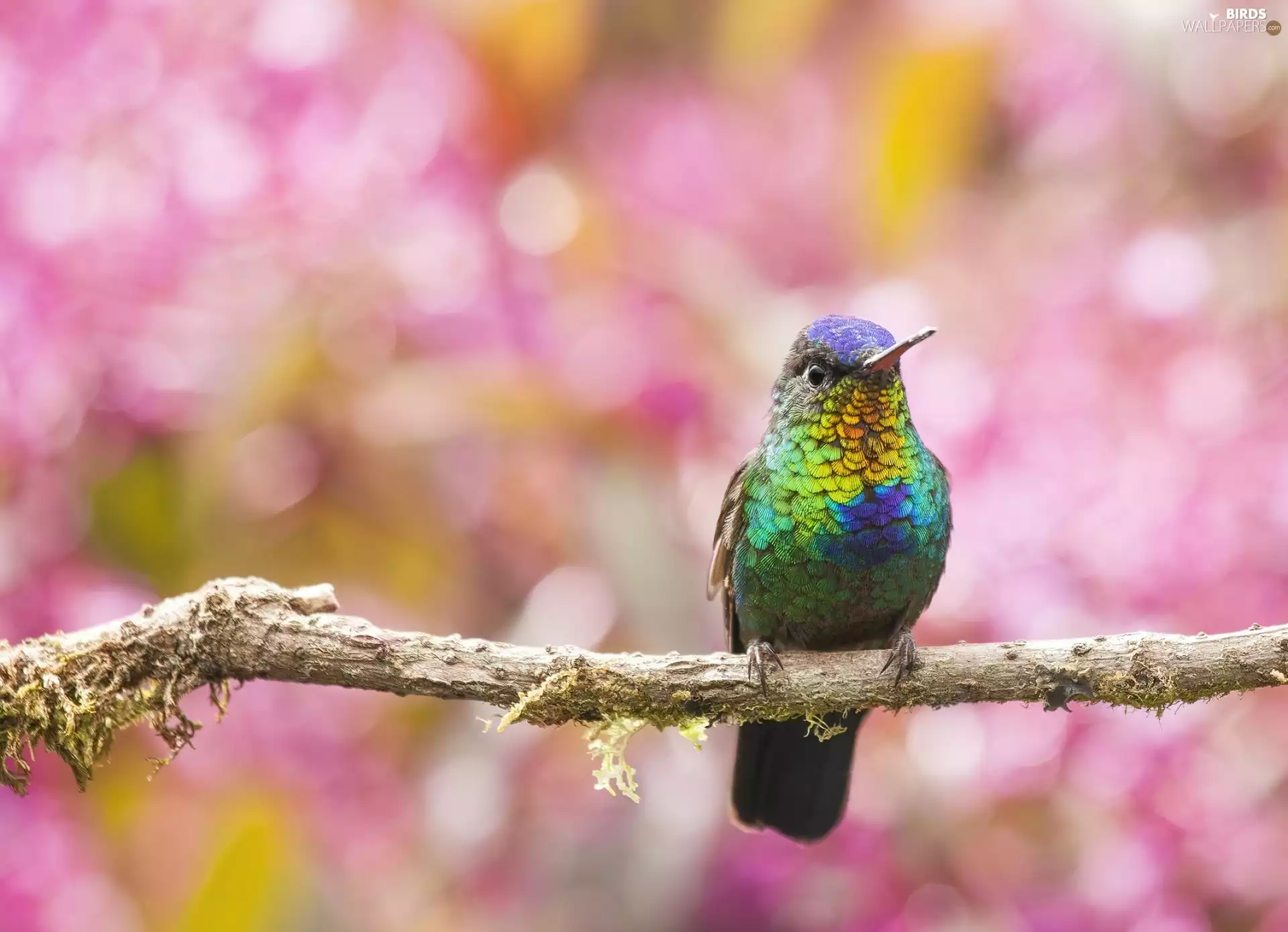 branch, Bird, humming-bird