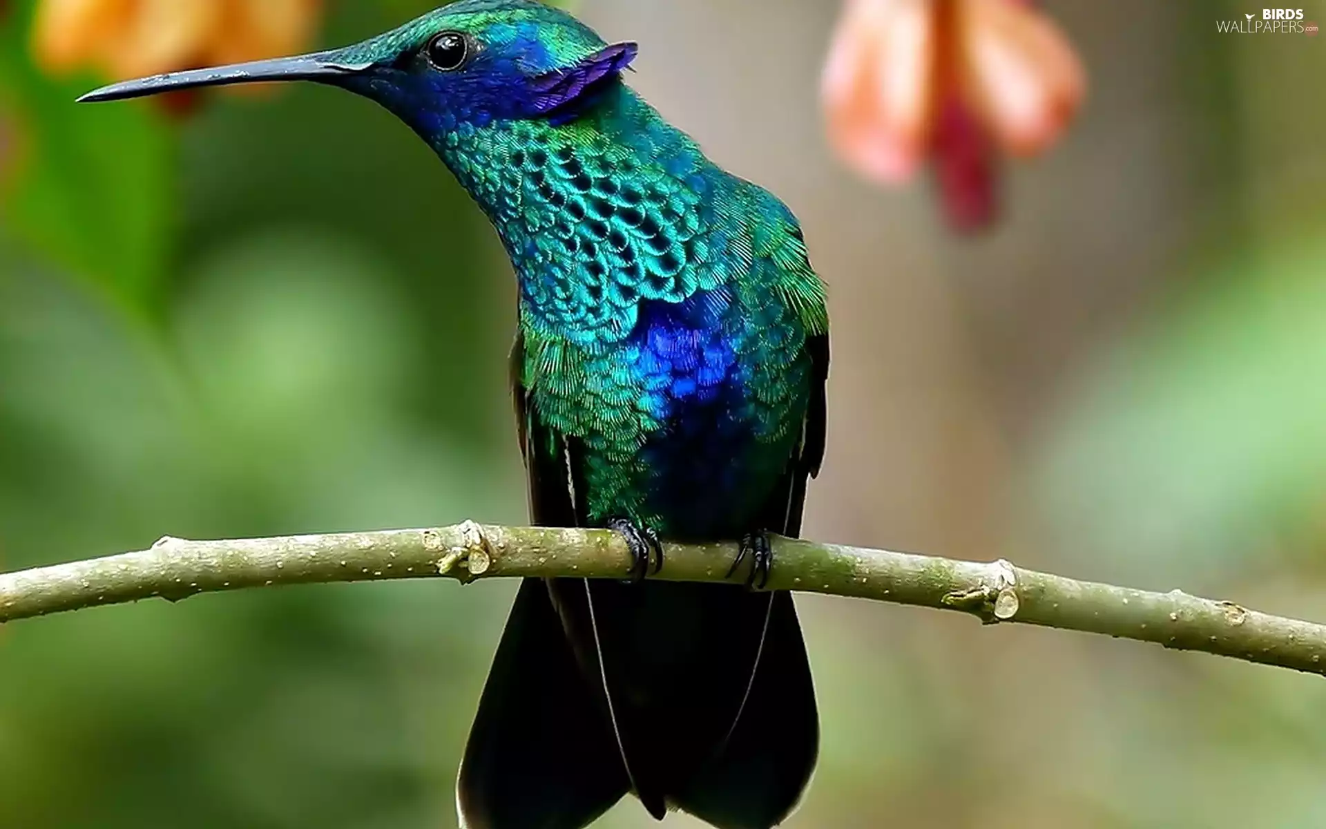 branch, Bird, humming-bird