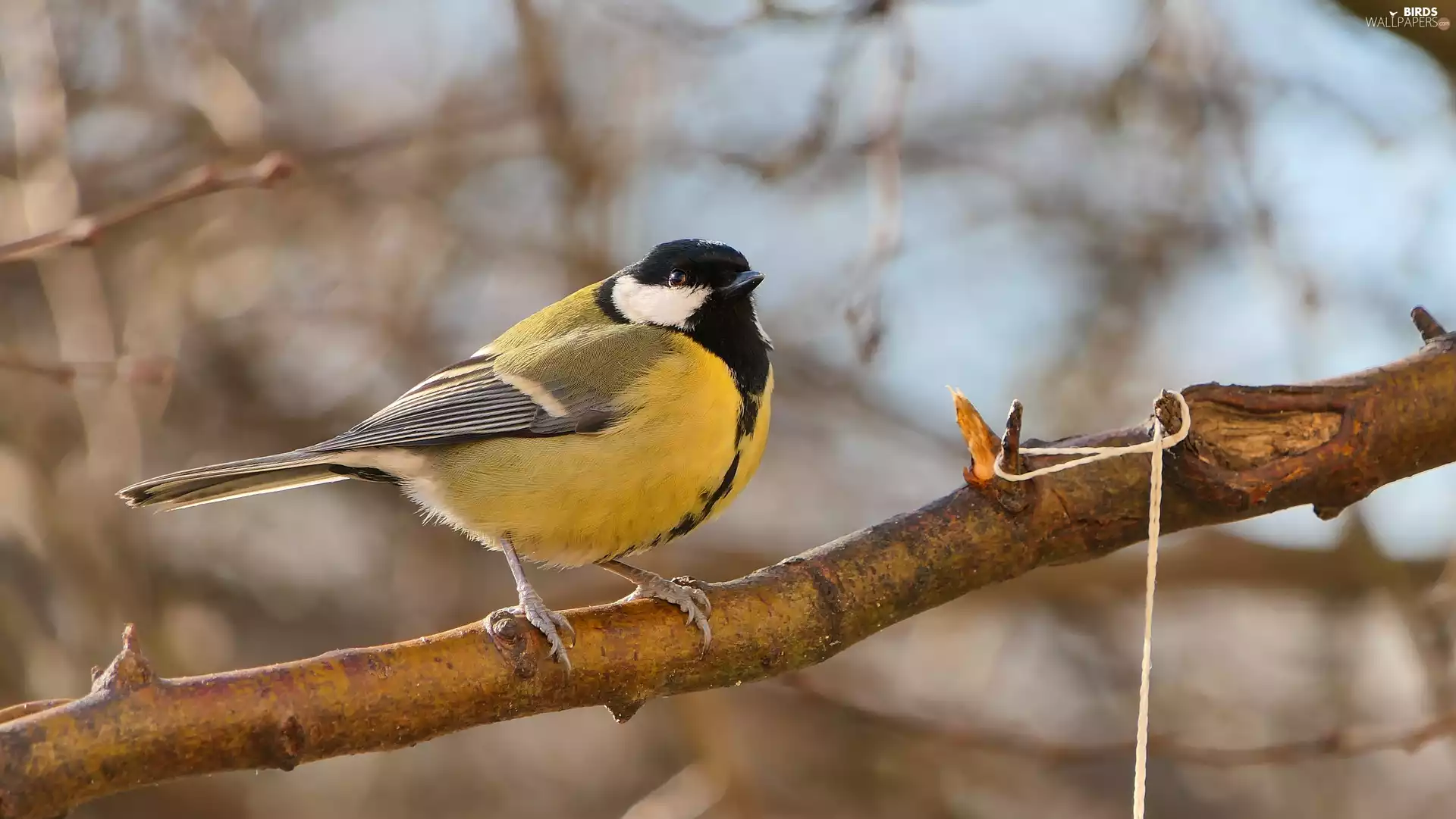 tit, Bird, branch, Great Tit