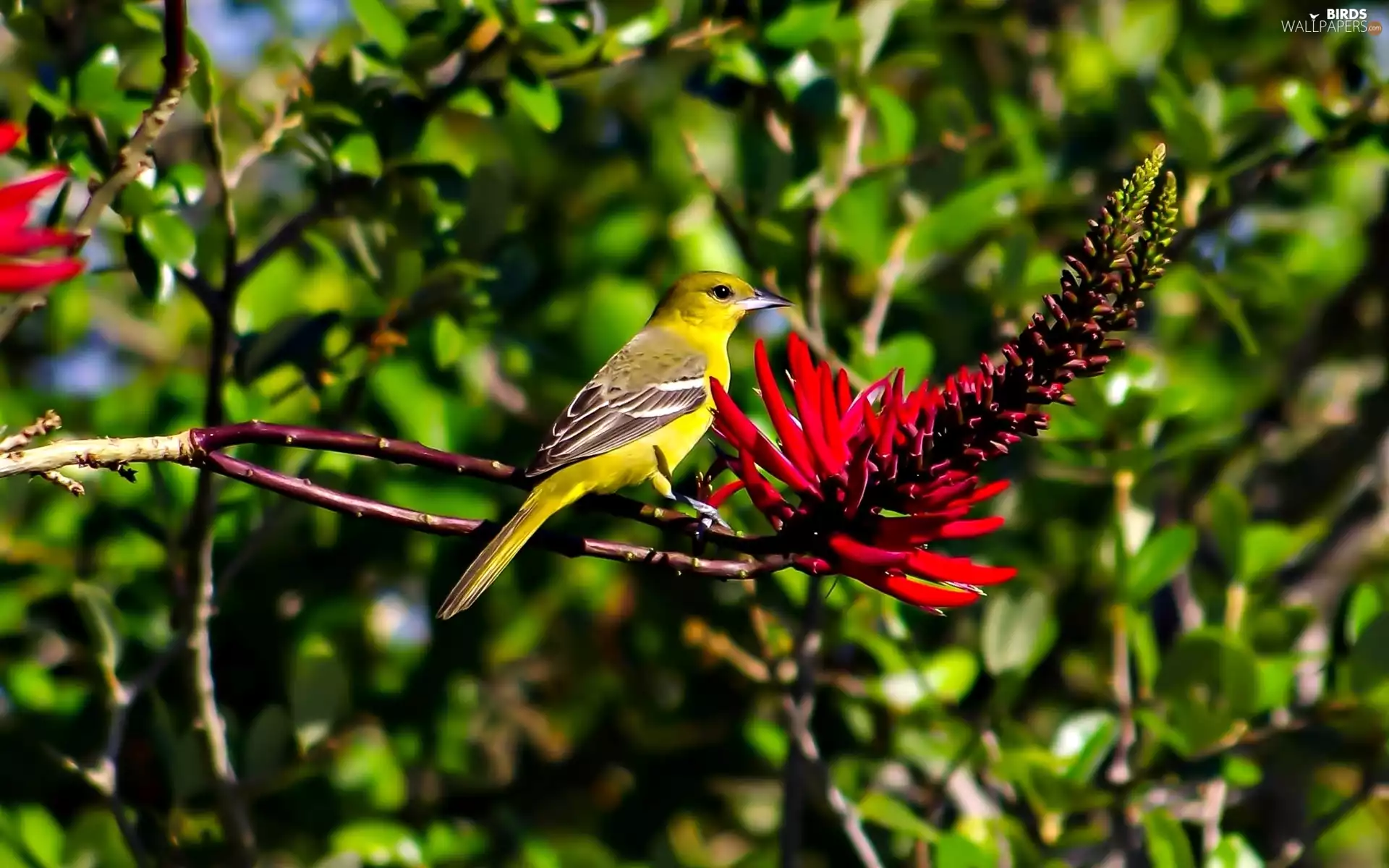 Red, Colourfull Flowers, Bird, Twigs, bunting