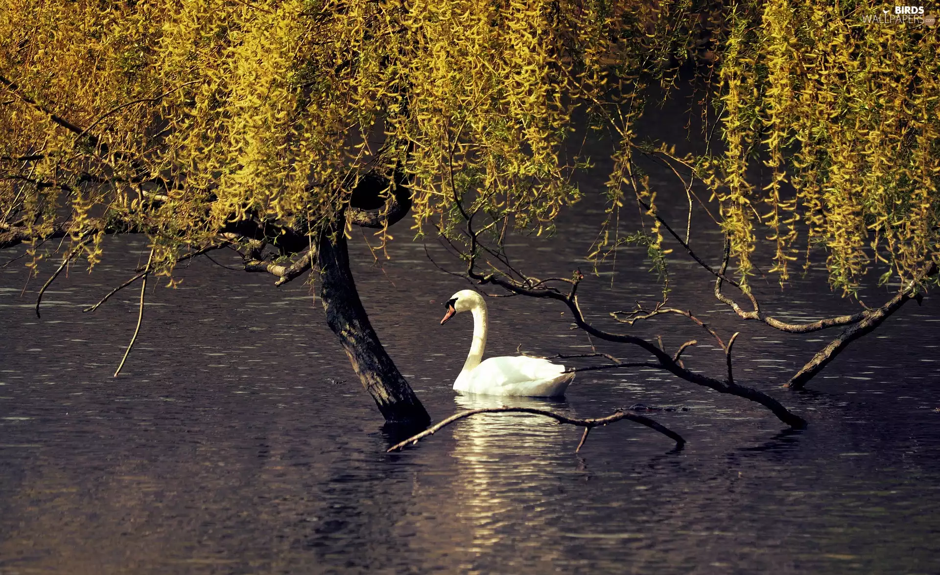 Swans, trees, White, Bird, Pond - car