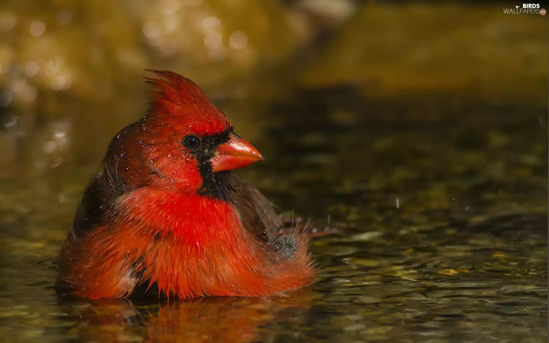Bird, cardinal