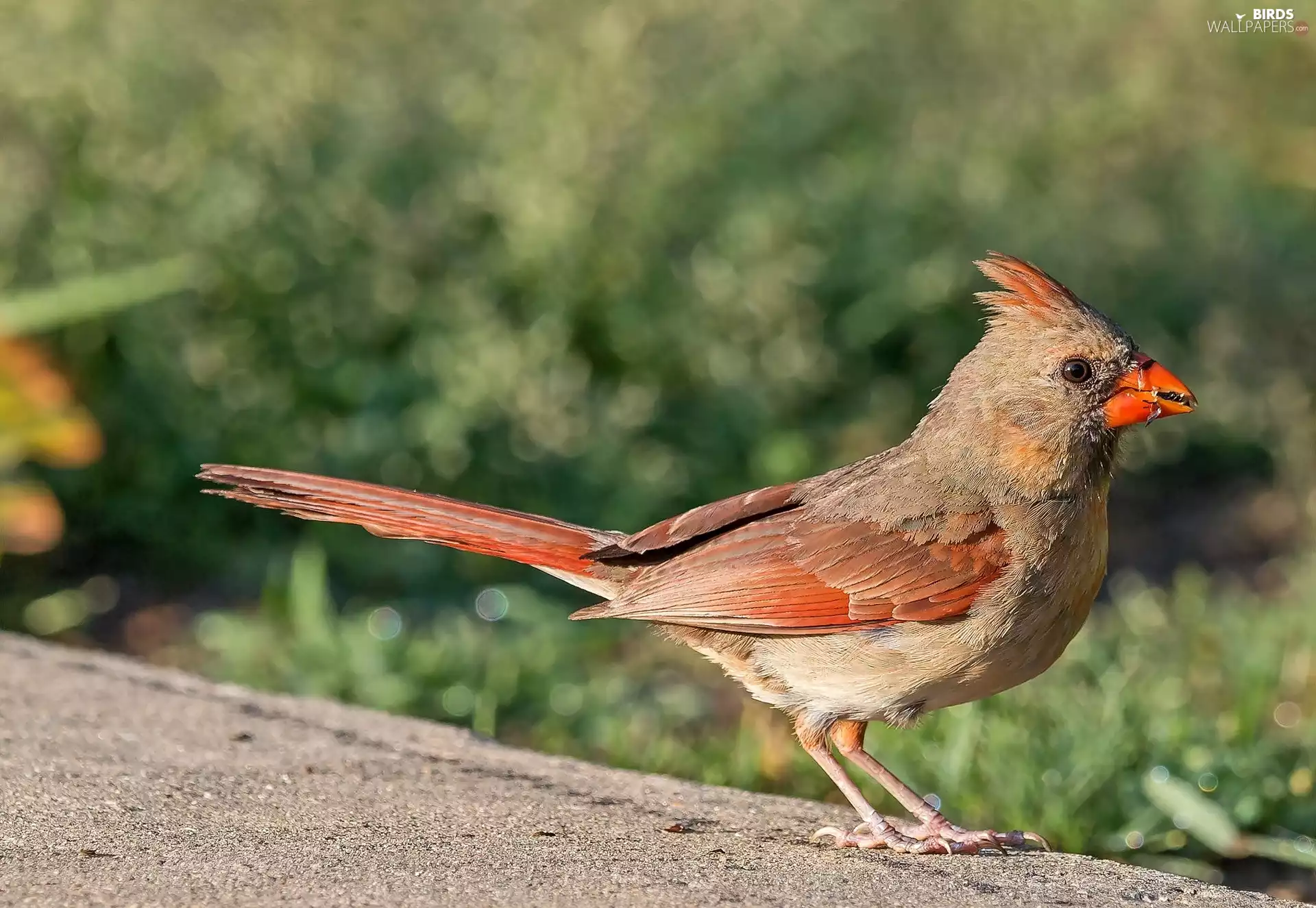 Bird, cardinal