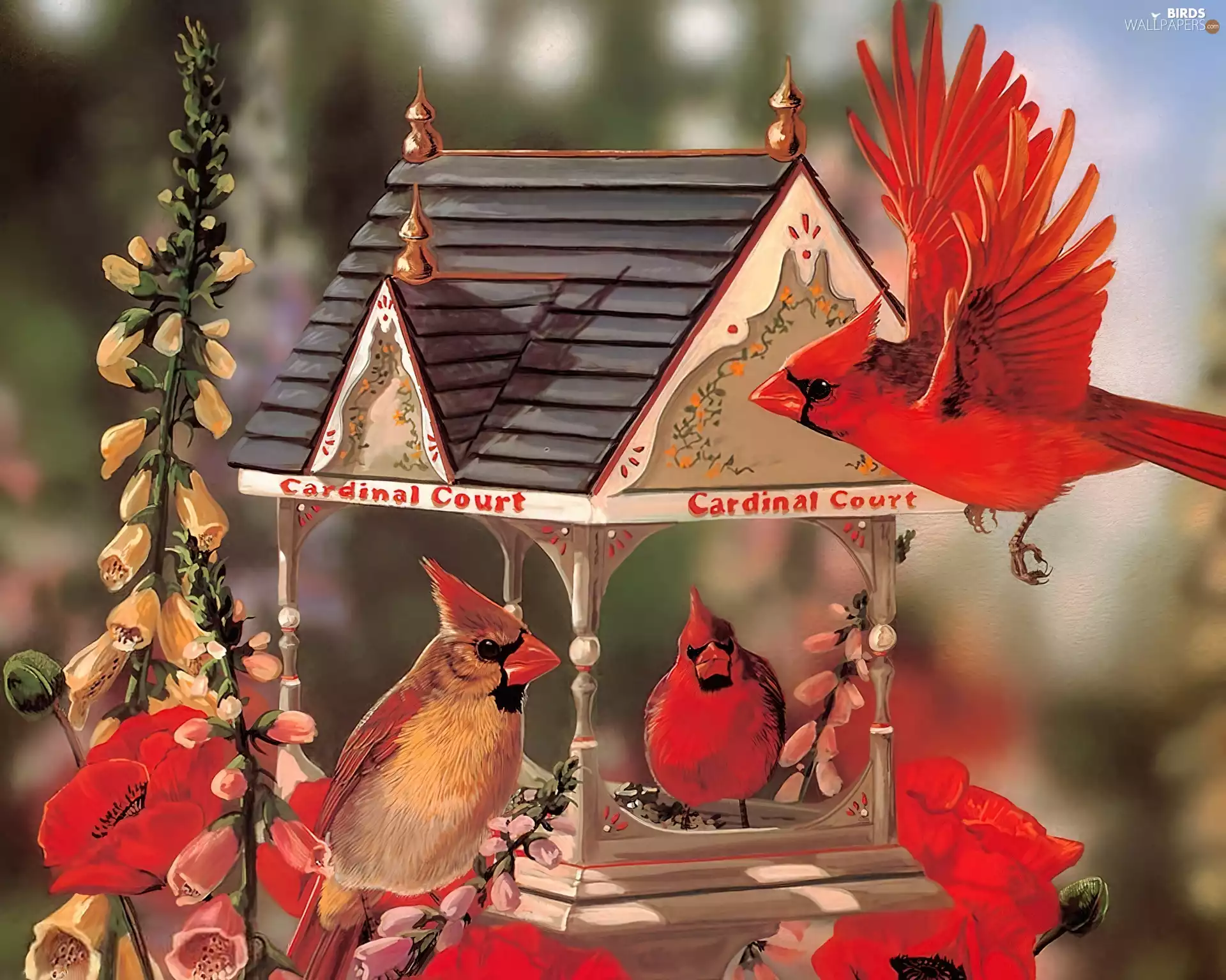 Bird, birds, Cardinals