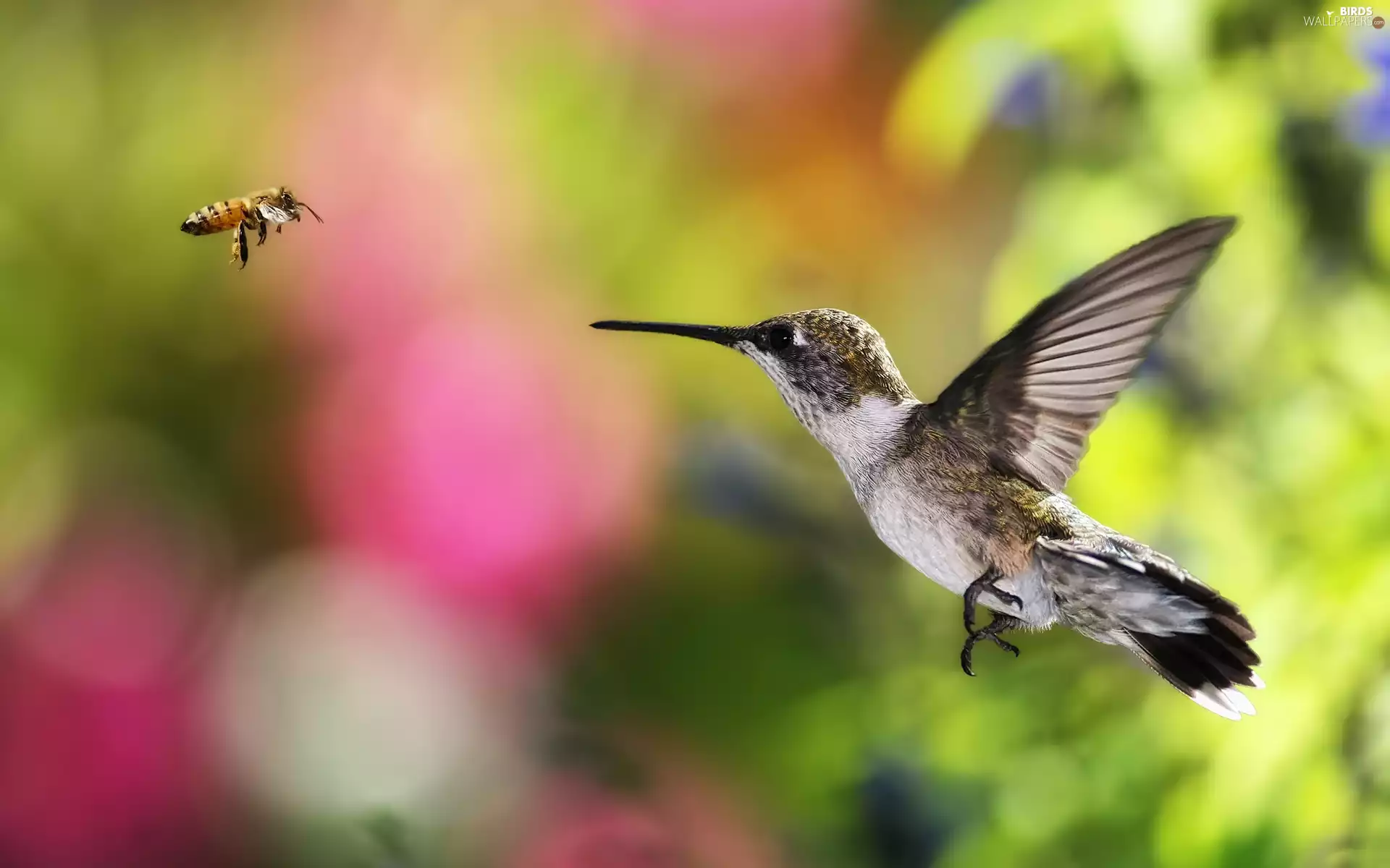 humming-bird, color, background, Insect