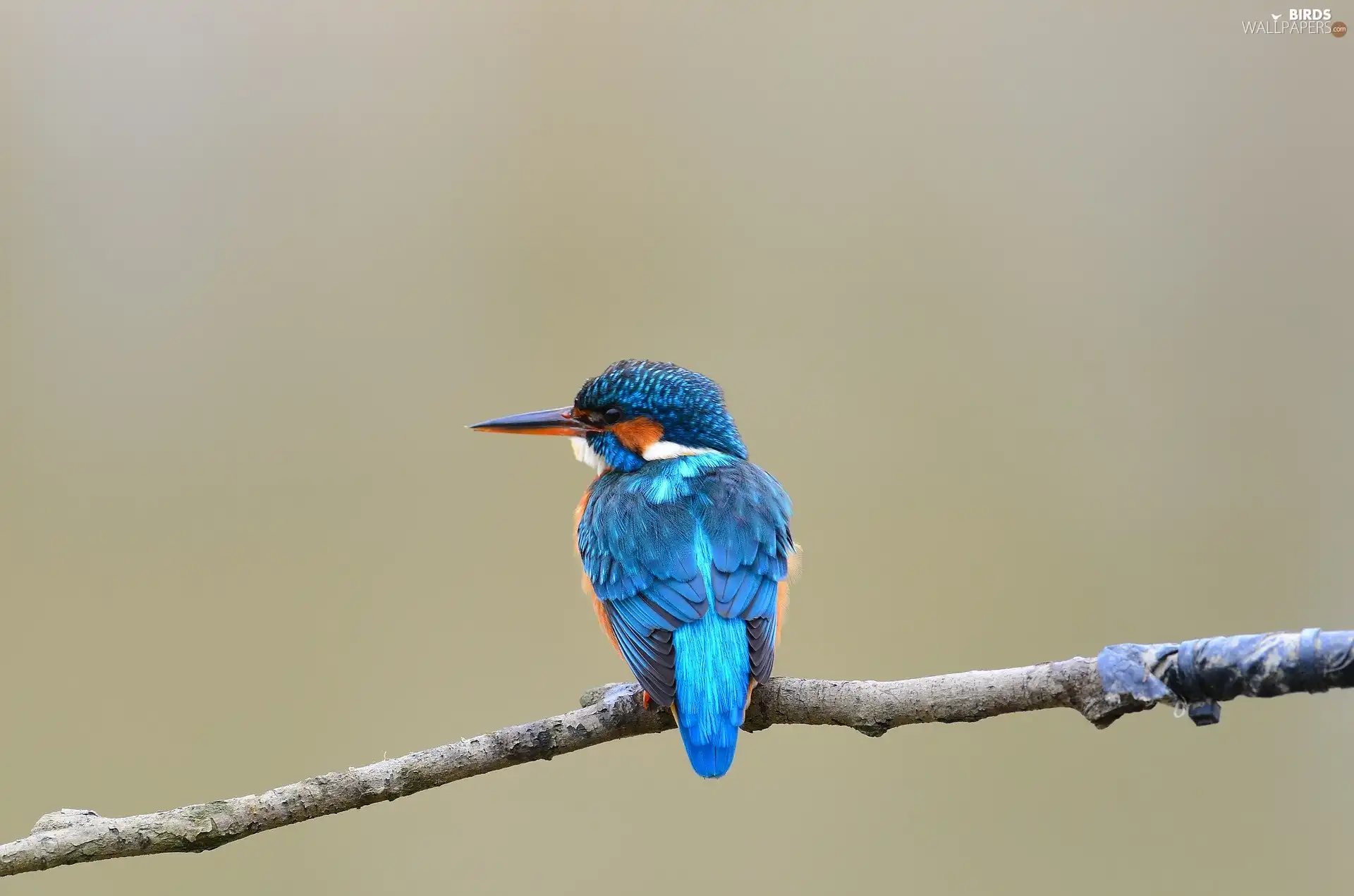 color, kingfisher, twig, Bird