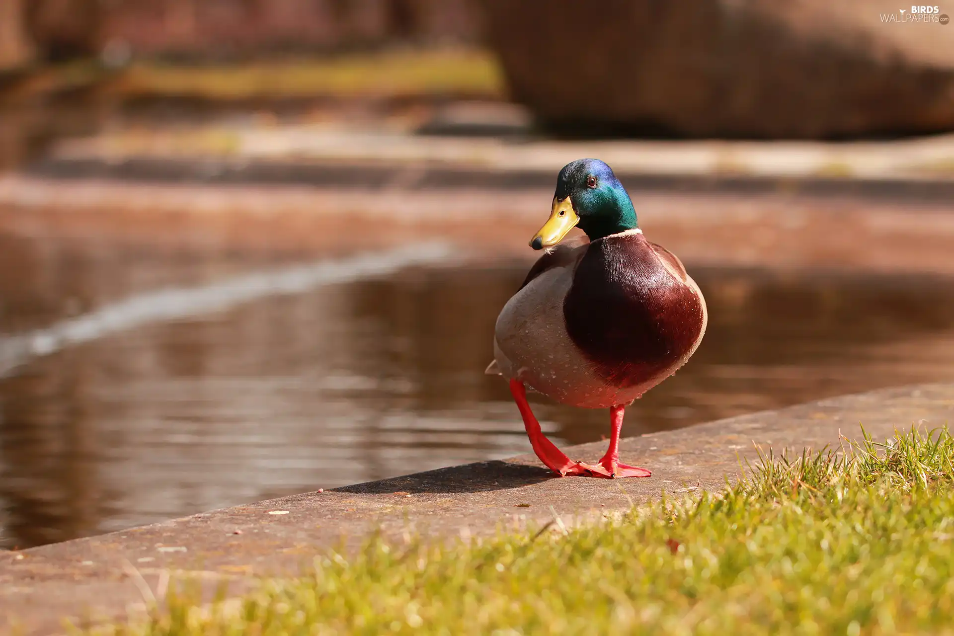 Bird, duck, crossing