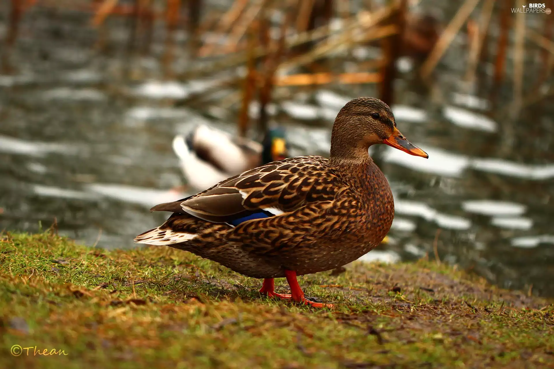Bird, duck, crossing