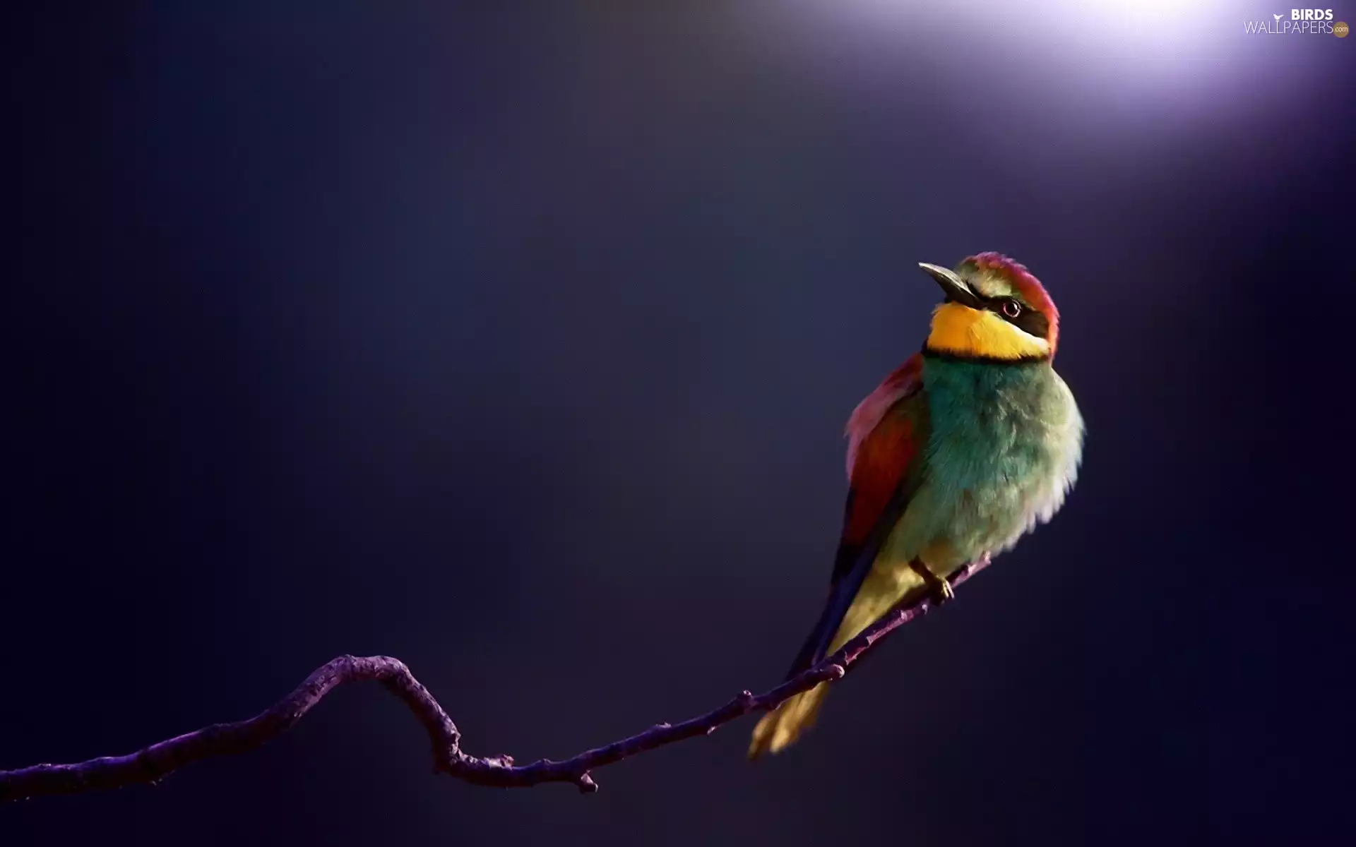 Bird, bee-eater