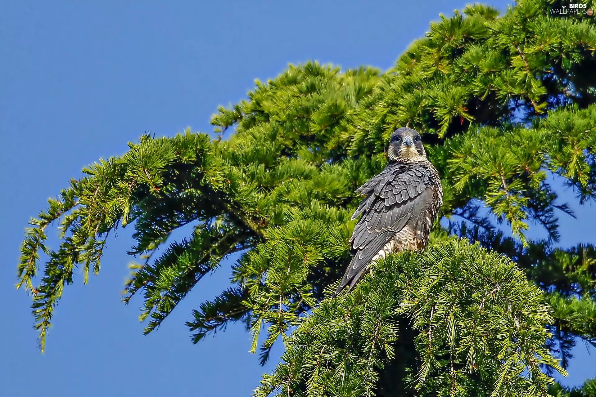 falcon, trees, conifer, Bird