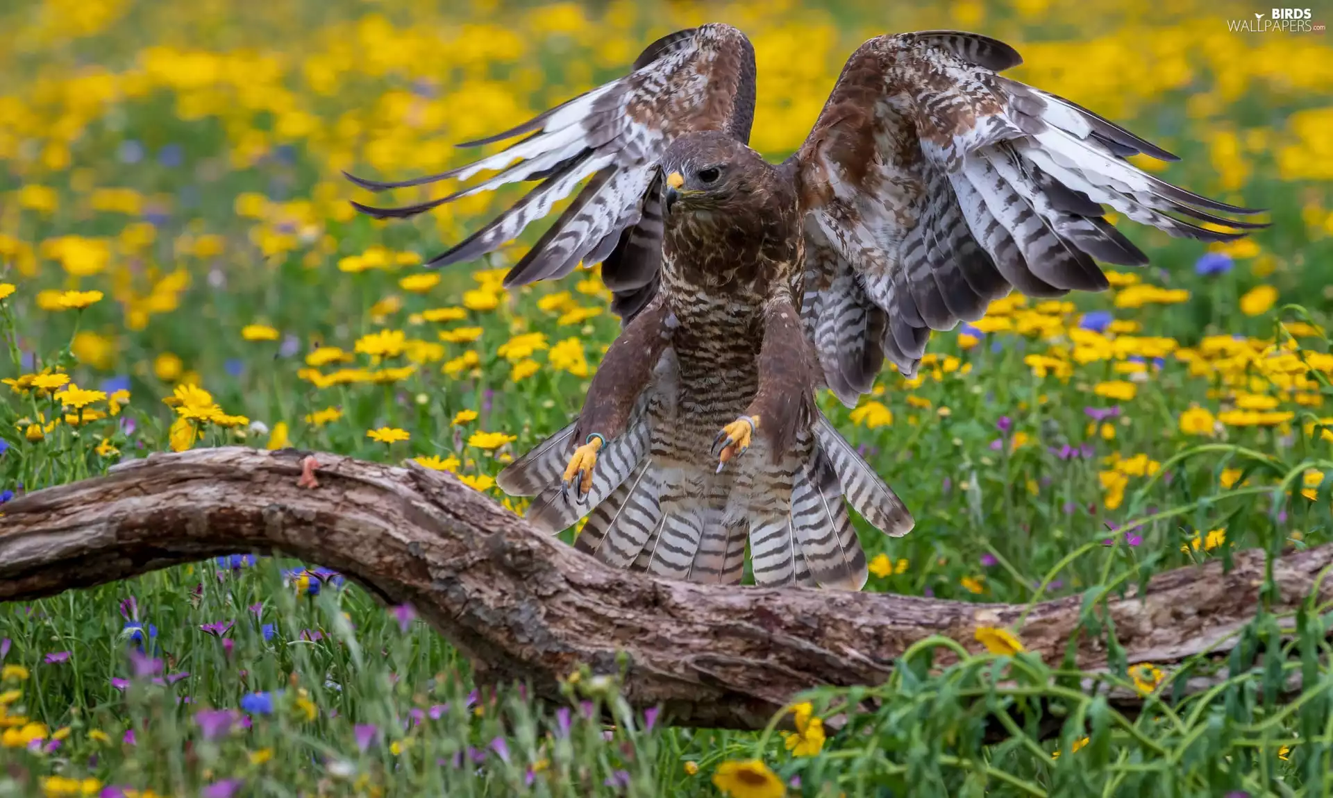 Flowers, Meadow, falcon, Lod on the beach, Bird