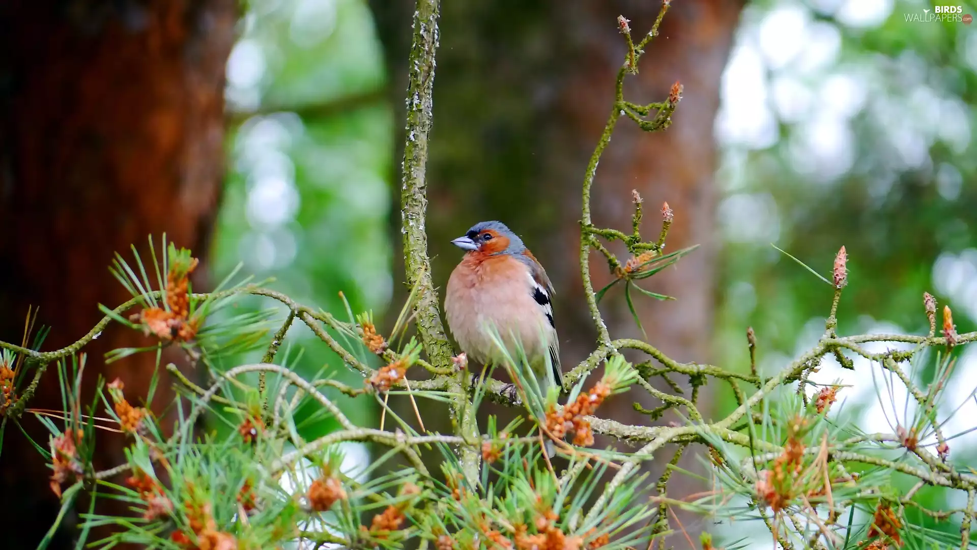 finch, Twigs, forest, Bird