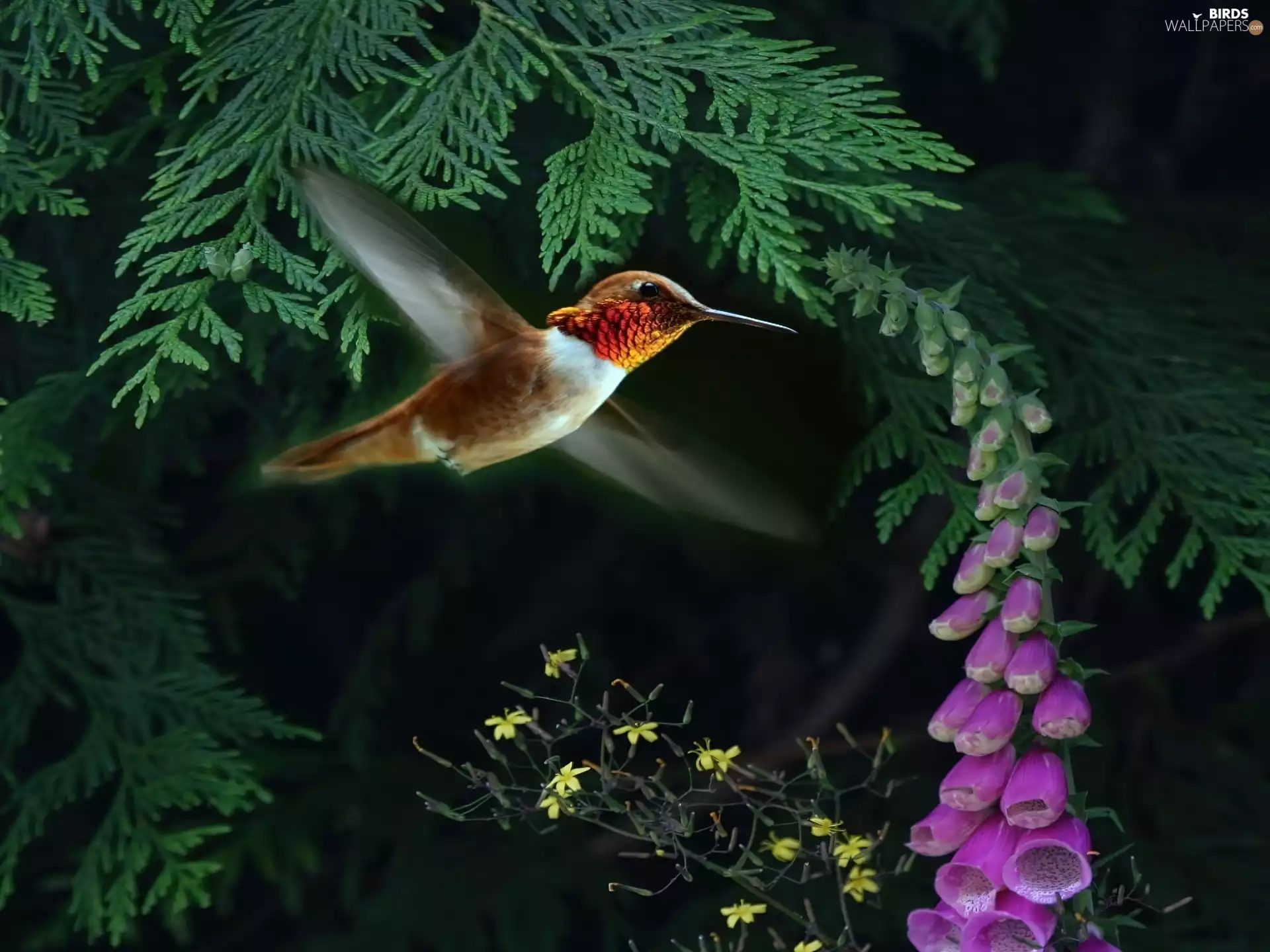 humming-bird, Flower, sapling, flight