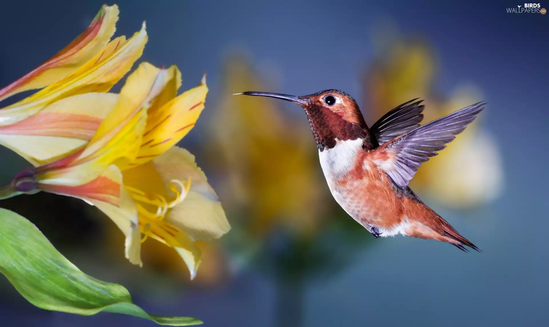 humming-bird, Flowers, Alstroemeria, Bird