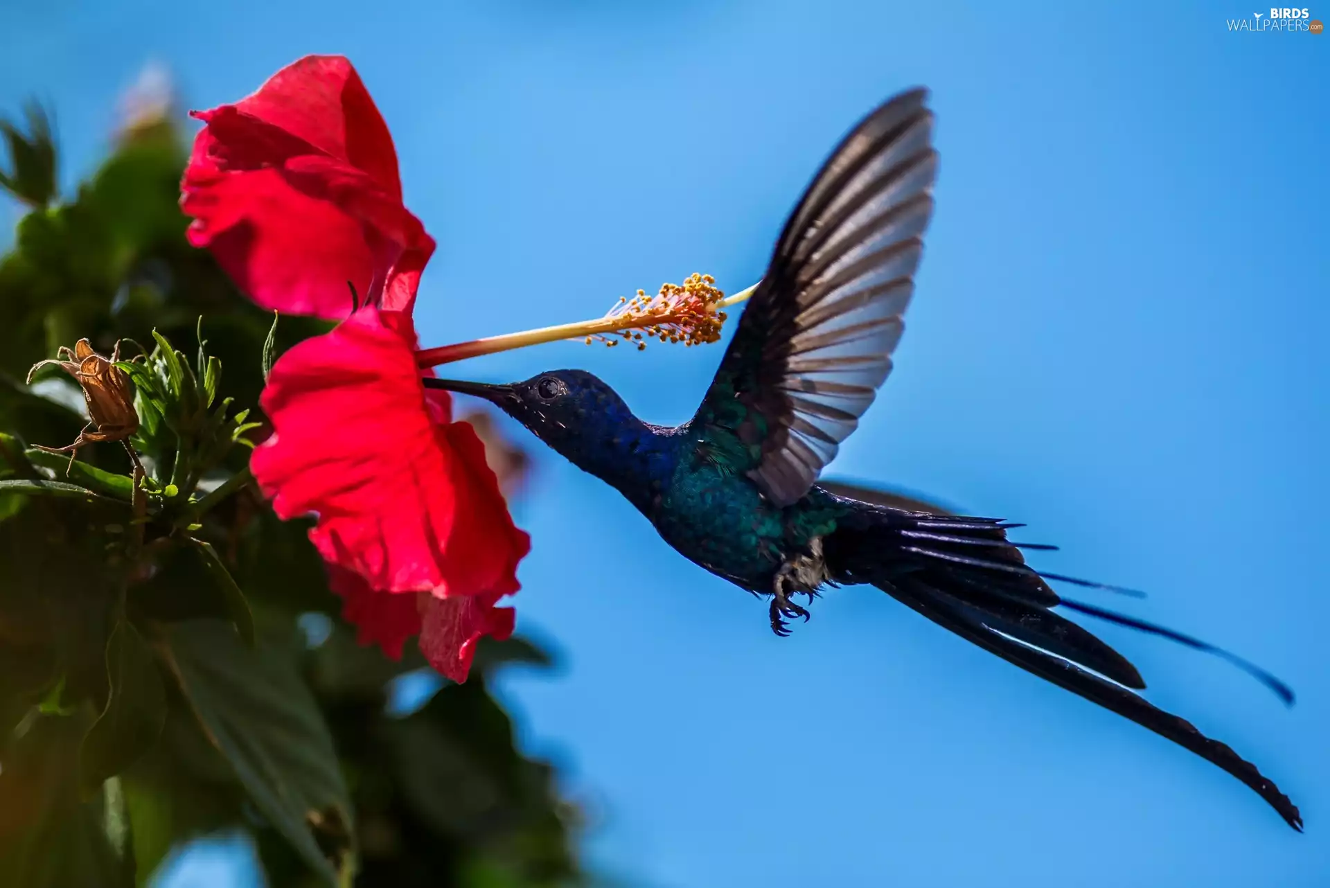 hibiskus, humming-bird, Bird, Colourfull Flowers