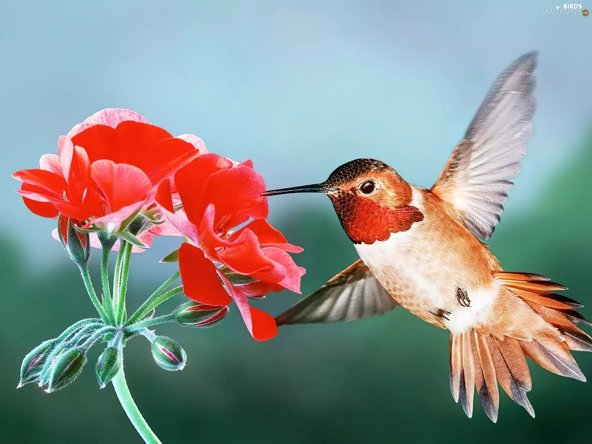 Red, Colourfull Flowers, Bird, wings, humming-bird