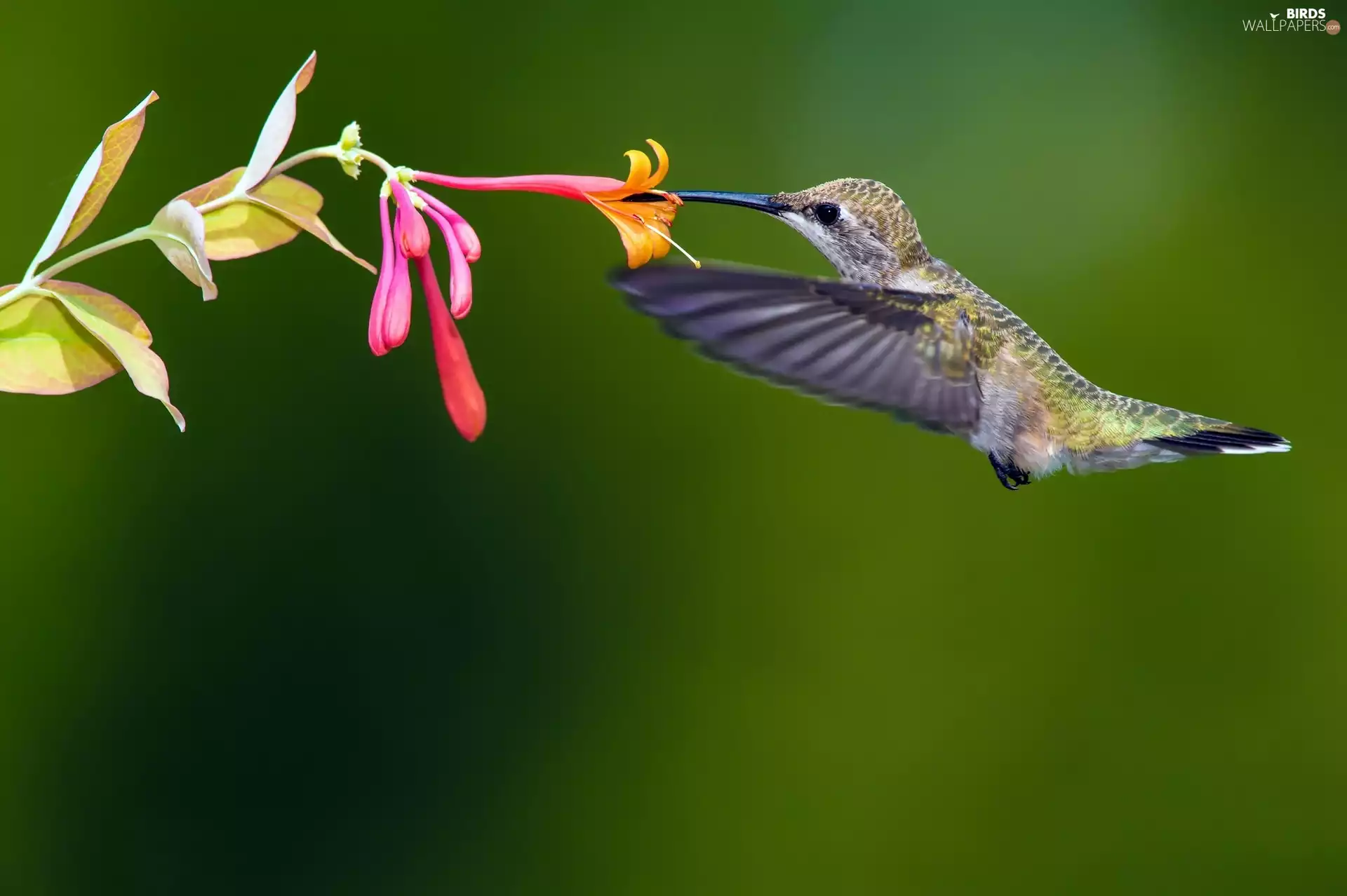 Bird, Colourfull Flowers