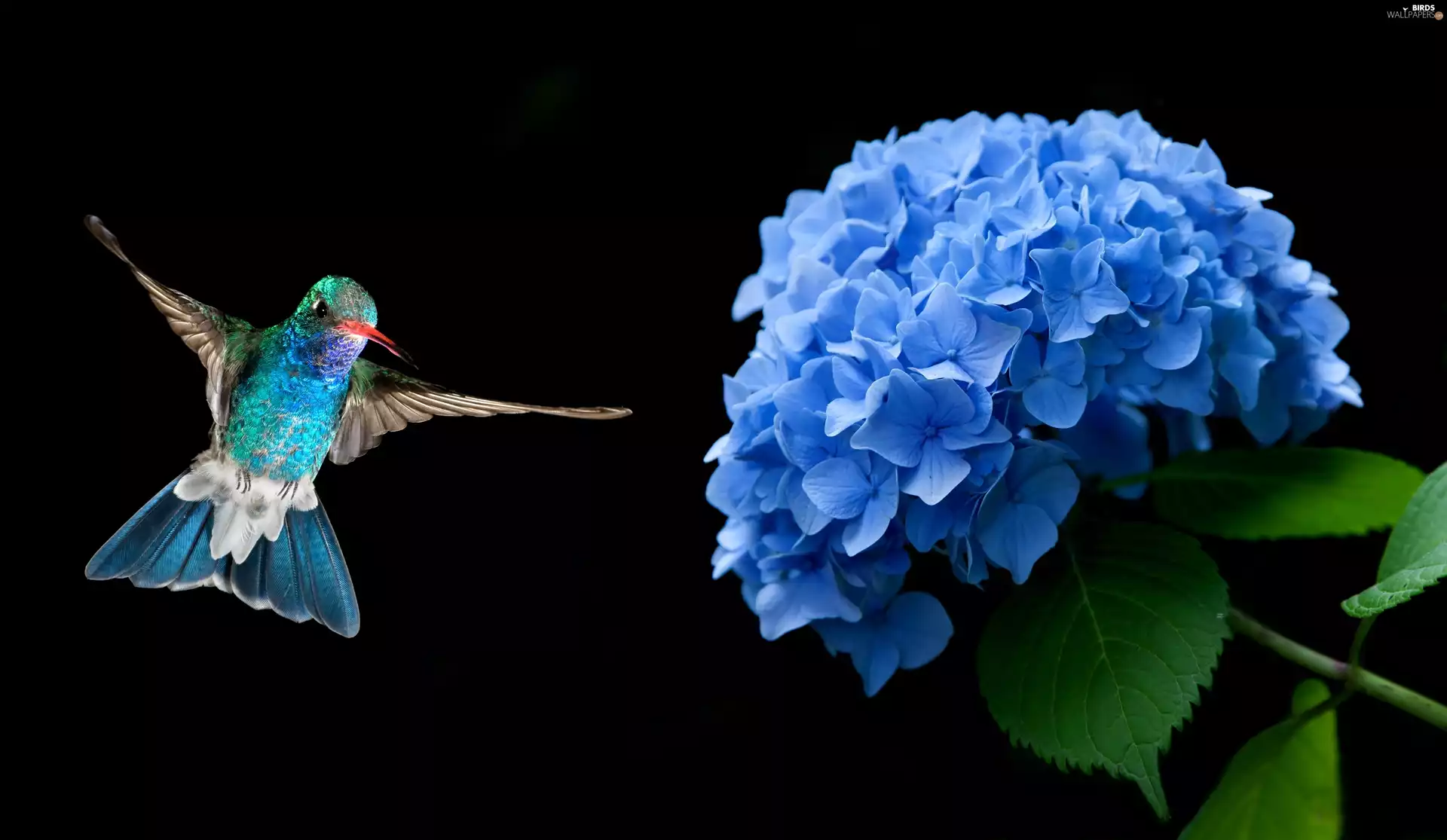 blue, hydrangea, humming-bird, Colourfull Flowers