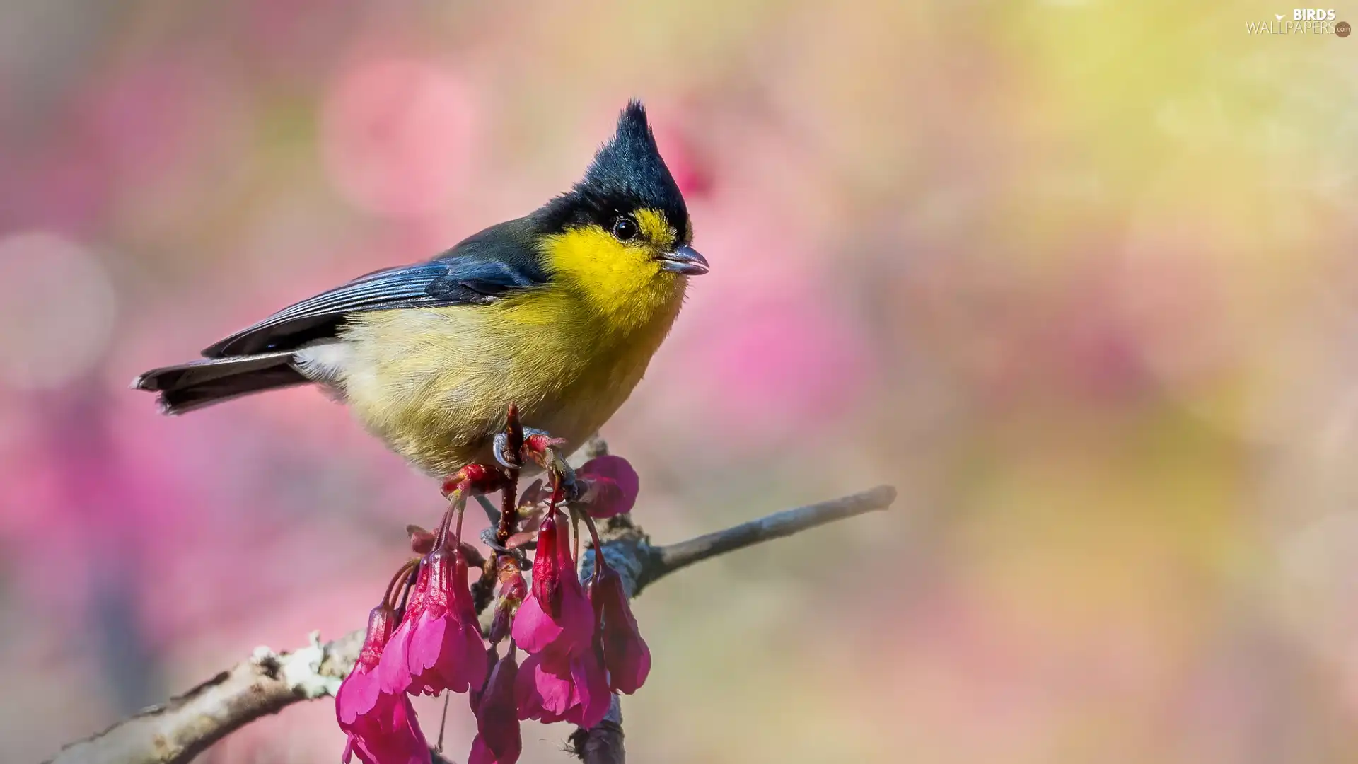 dark pink, Flowers, White-naped Tit, twig, Bird