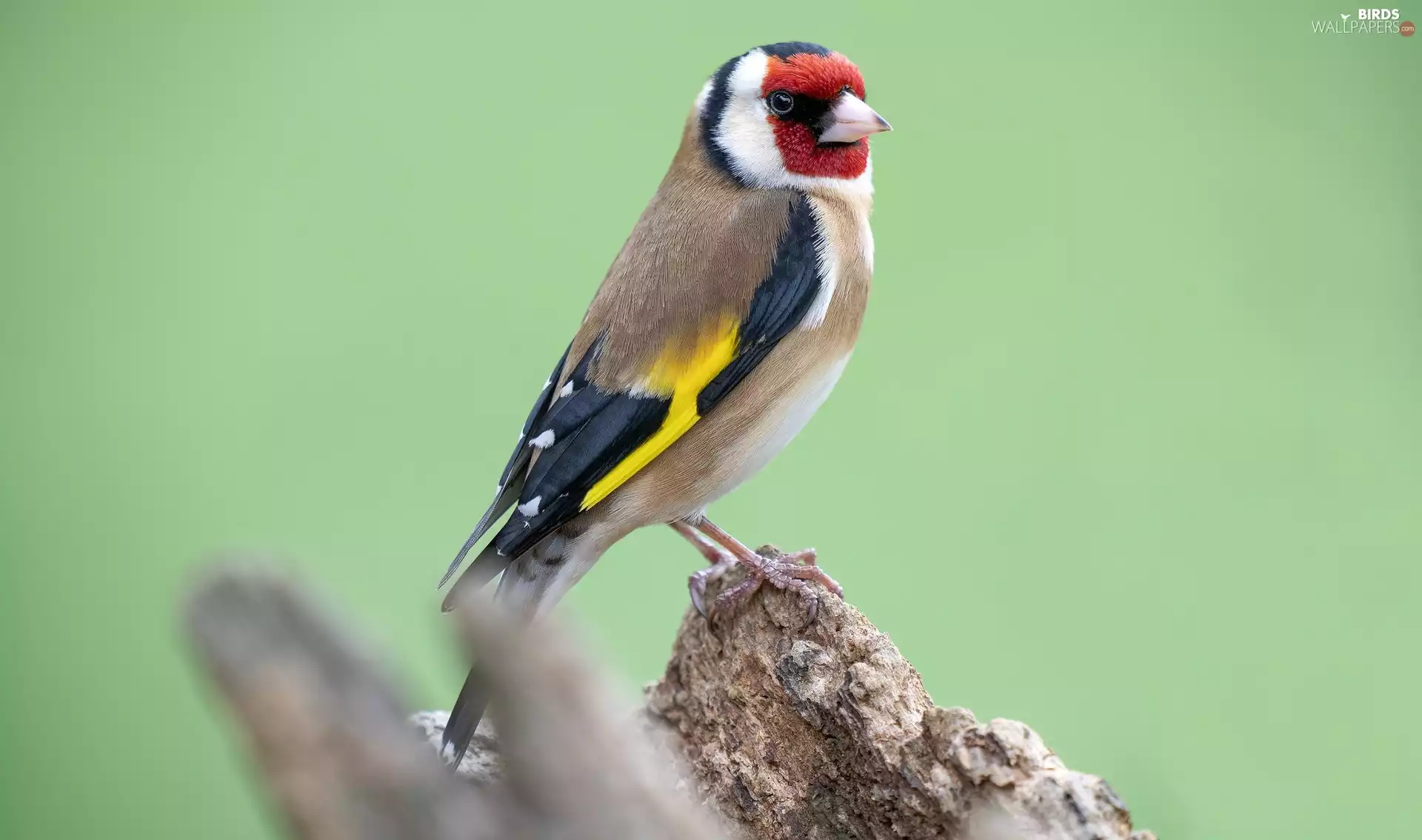 Bird, goldfinch