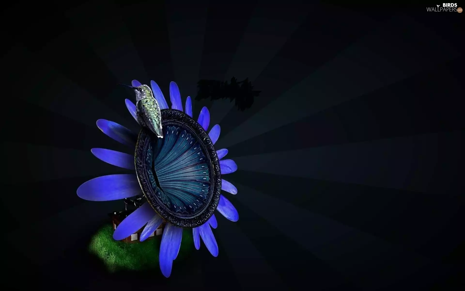 humming-bird, gramophone, Colourfull Flowers