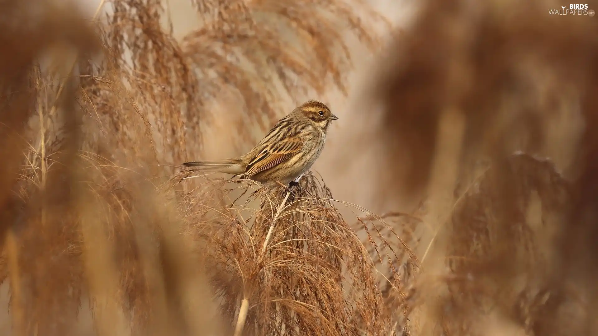 grass, sparrow, female, Bird