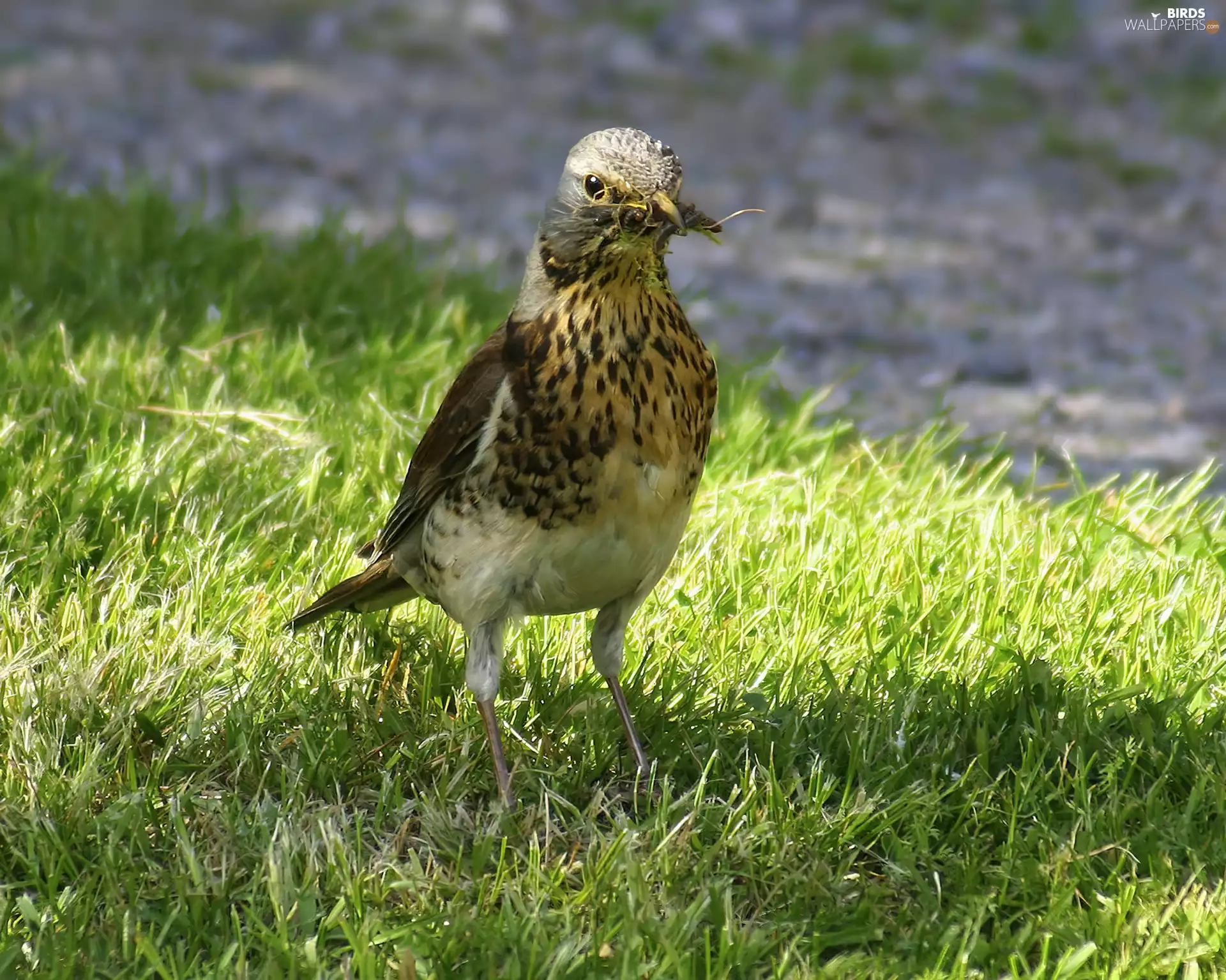 grass, thrush, fieldfare, Bird