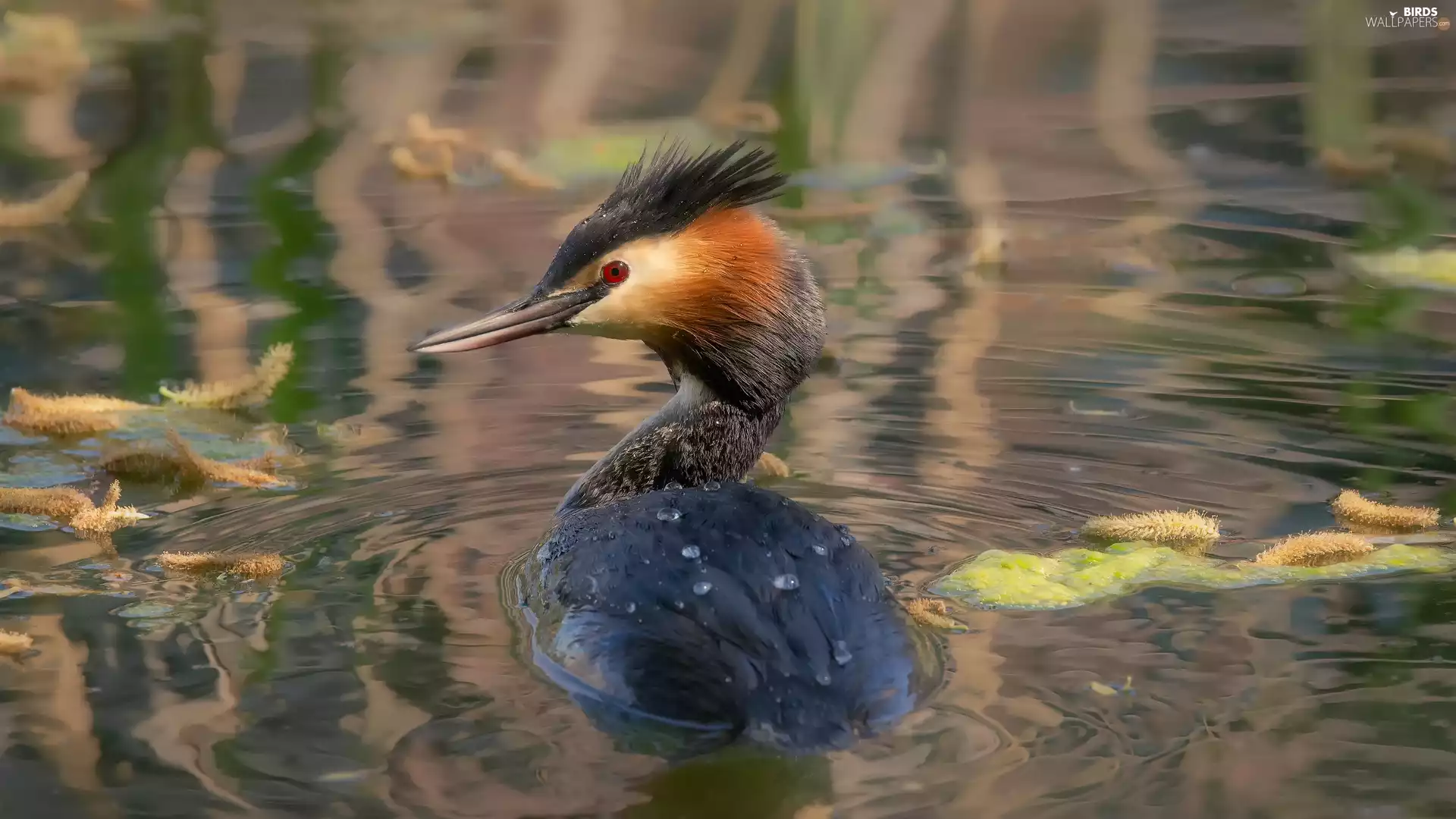 water, Bird, Great Crested Grebe