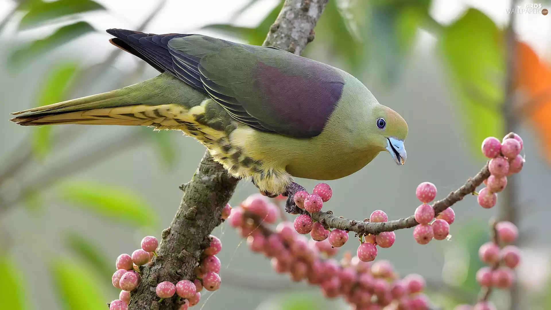 Green, pigeon, Twigs, Bird