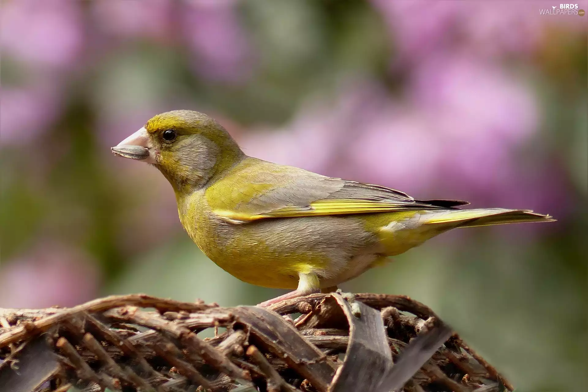 Bird, European Greenfinch