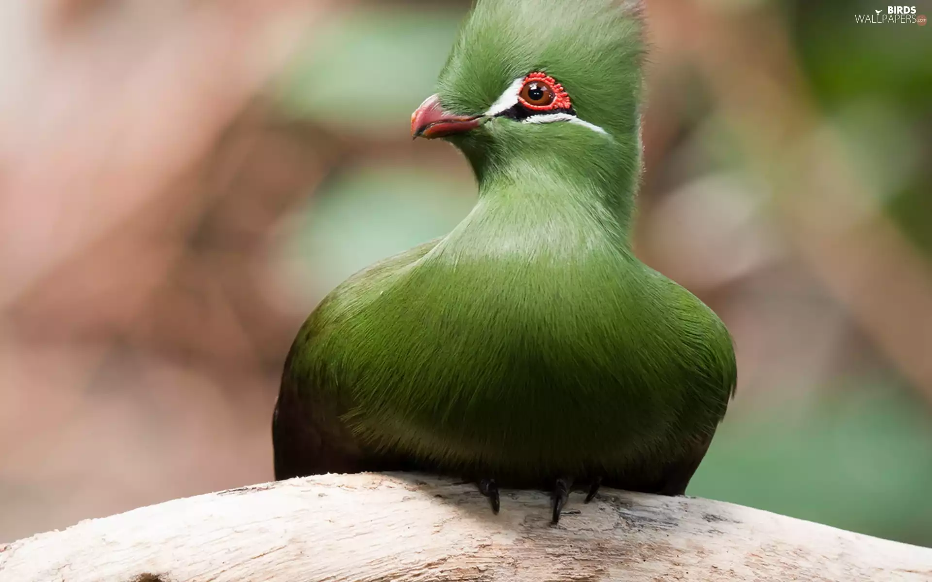Guinea Turaco, Green, Bird