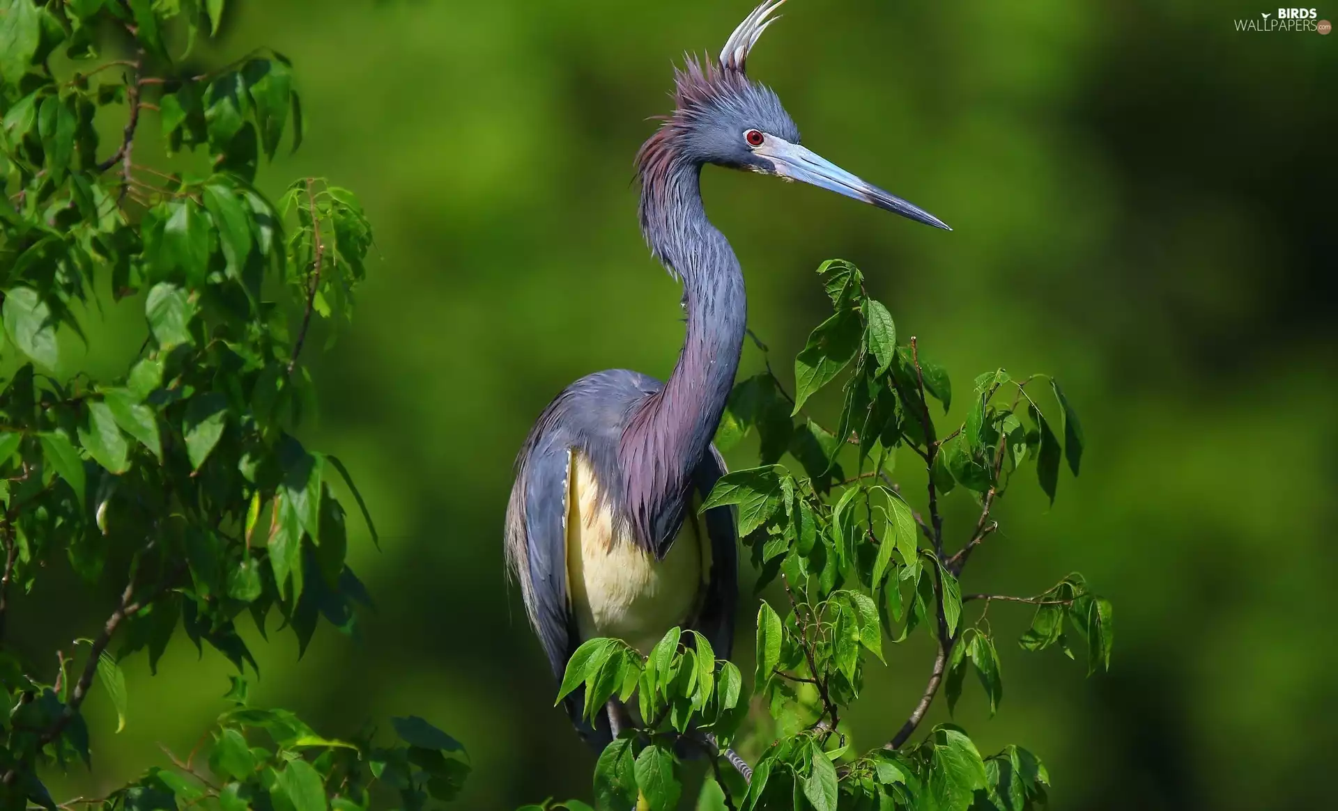 heron, trees, branch, Bird