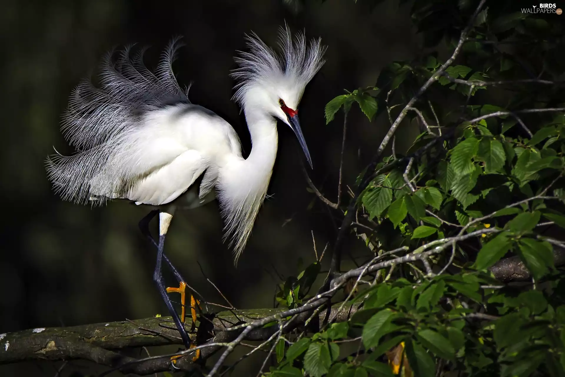 heron, Branch, Night, Bird