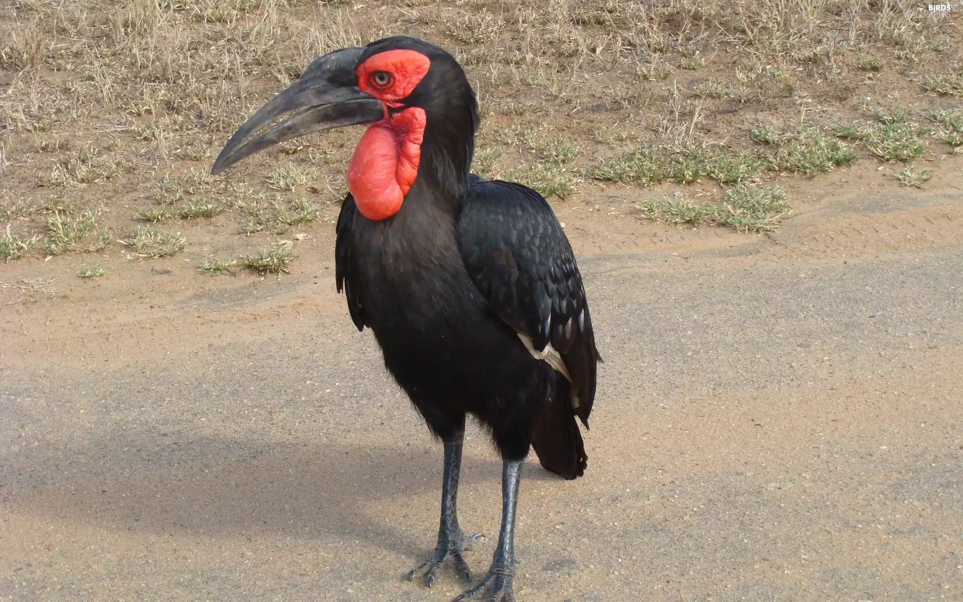 Bird, hornbill