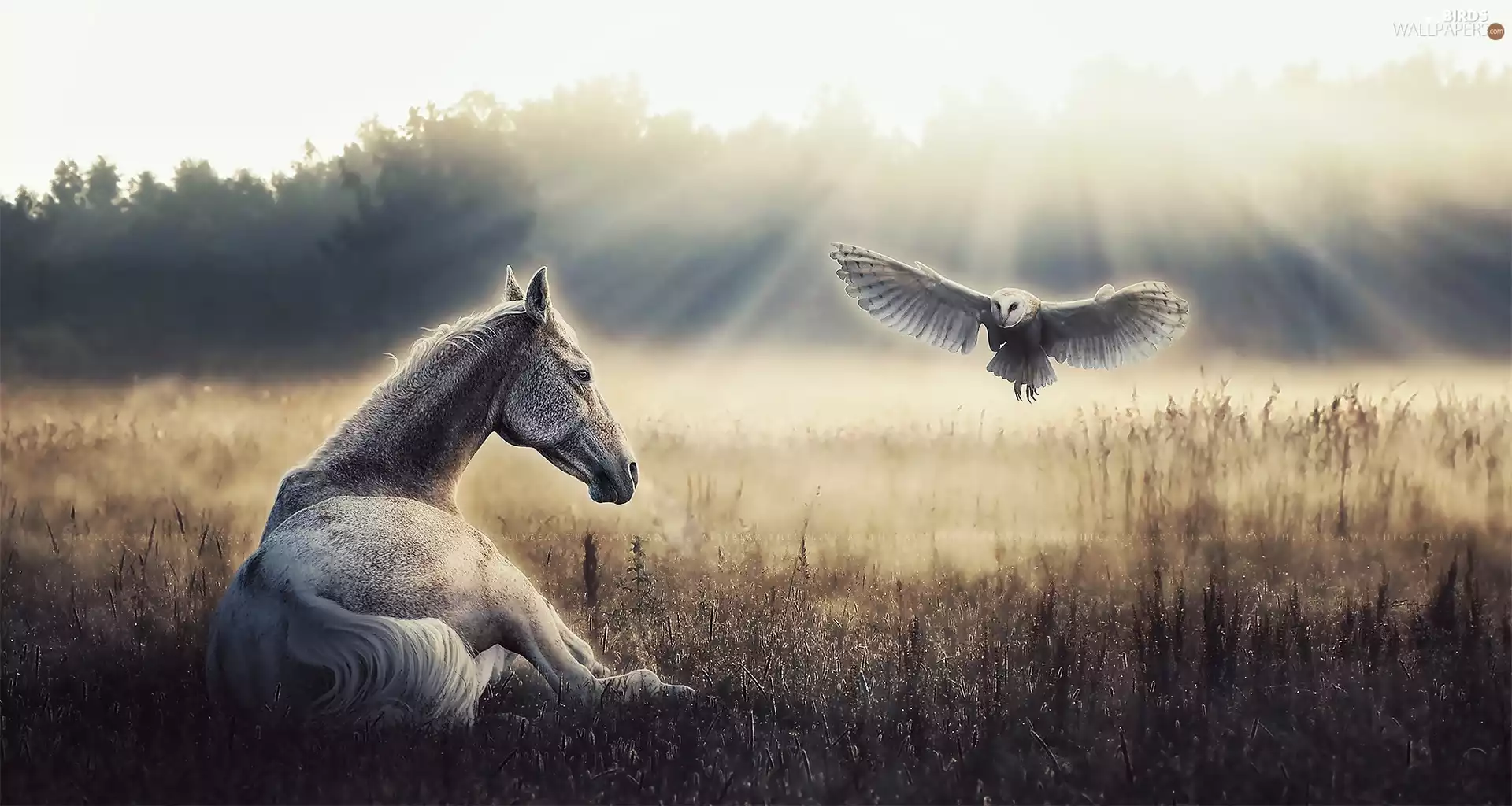 Horse, owl, grass, Bird