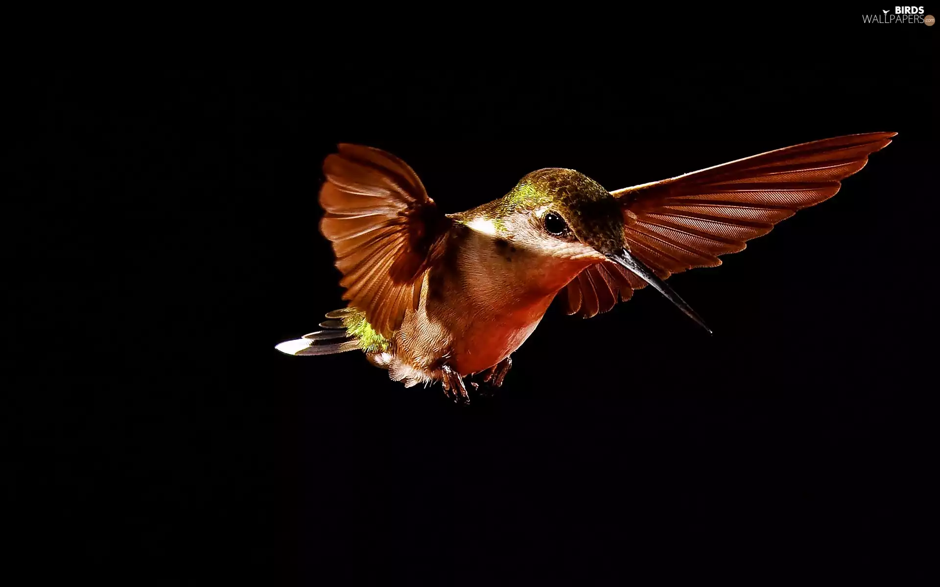humming-bird, in the air
