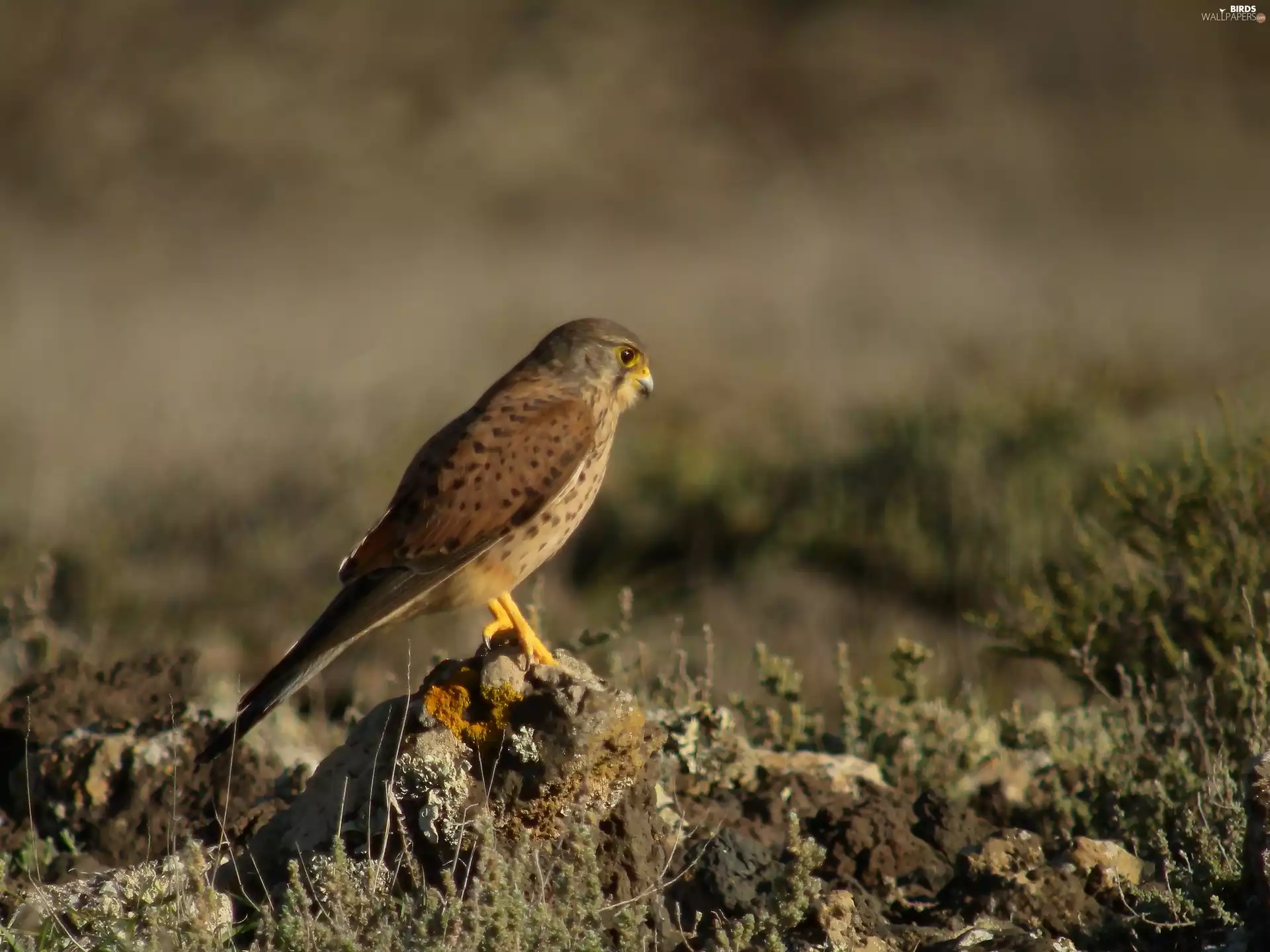 Bird, kestrel