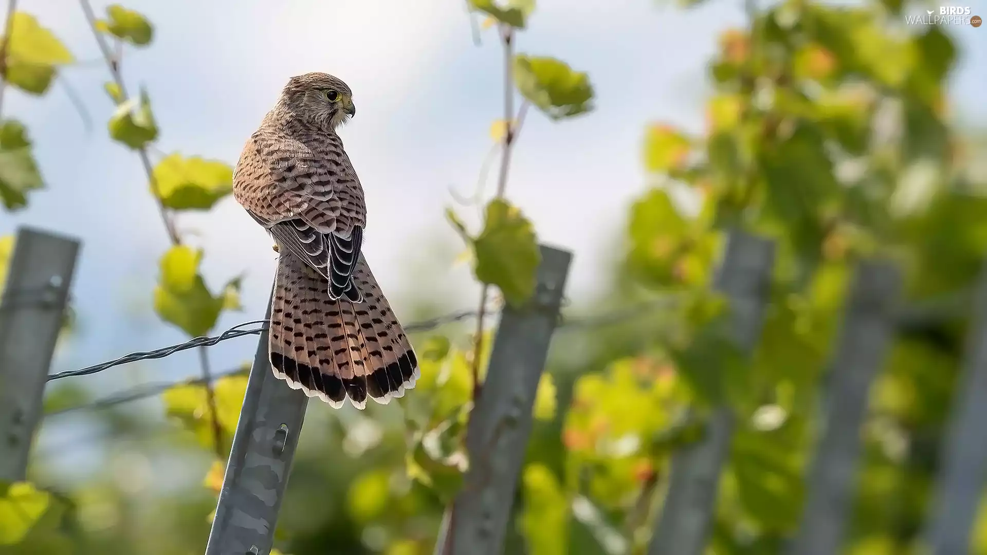 Bird, Common Kestrel