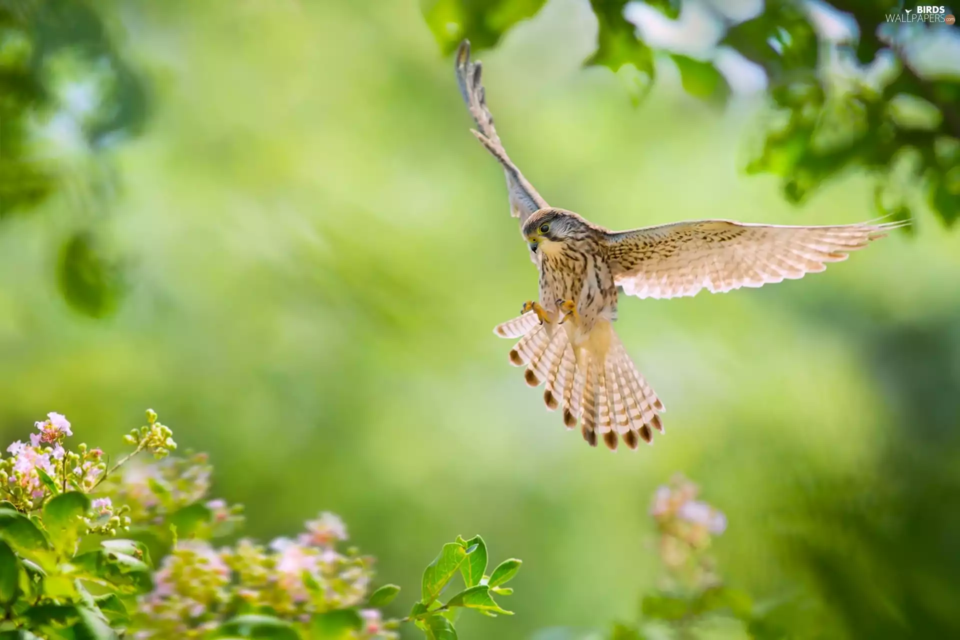 Bird, kestrel