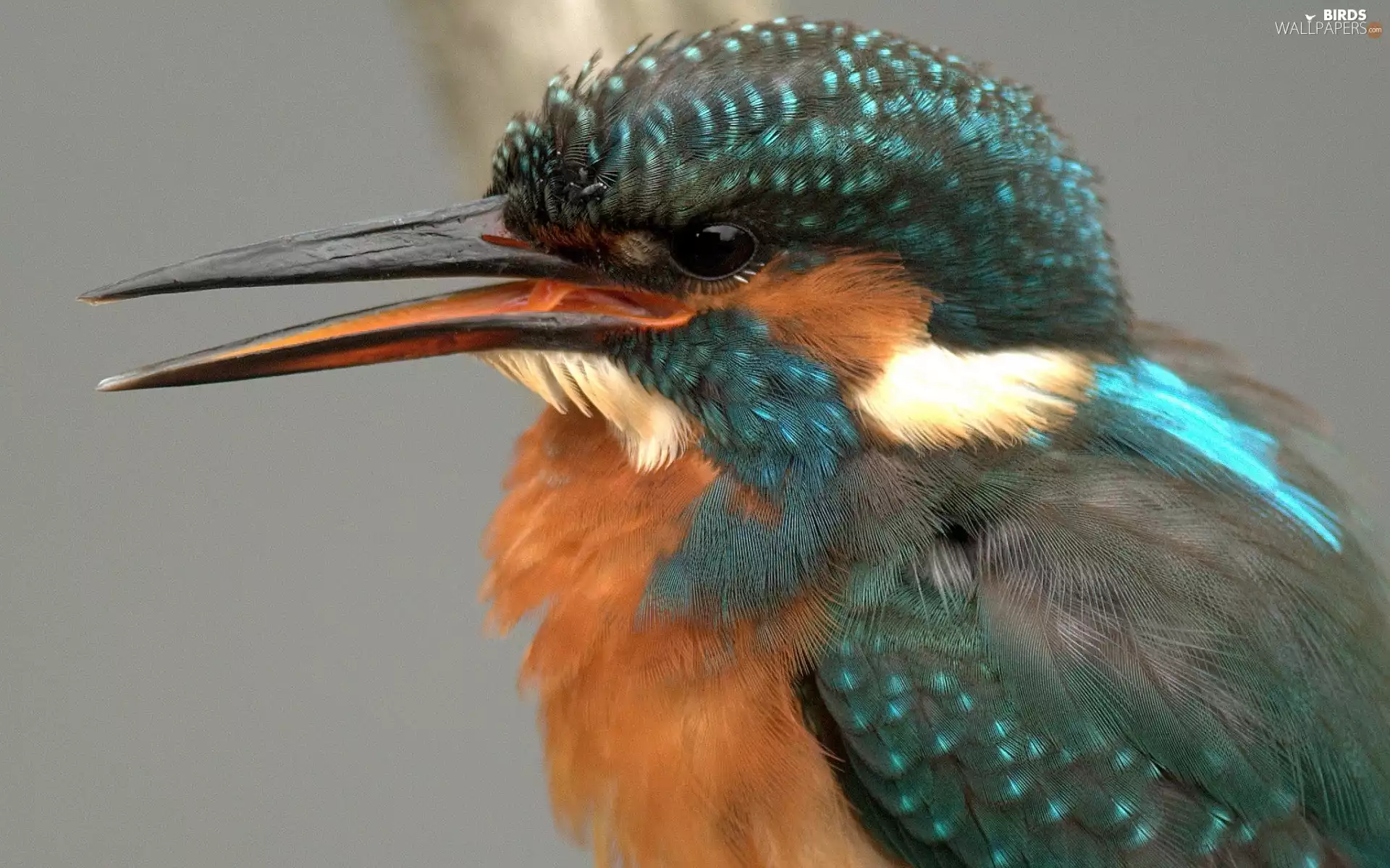 Bird, kingfisher