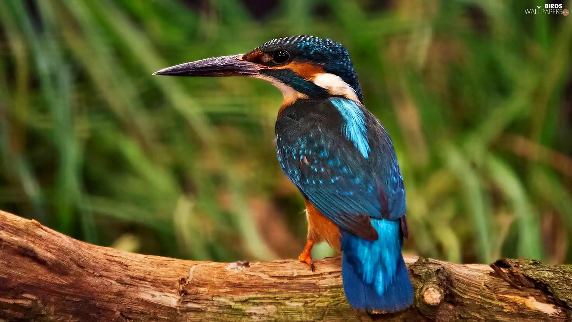 Bird, kingfisher